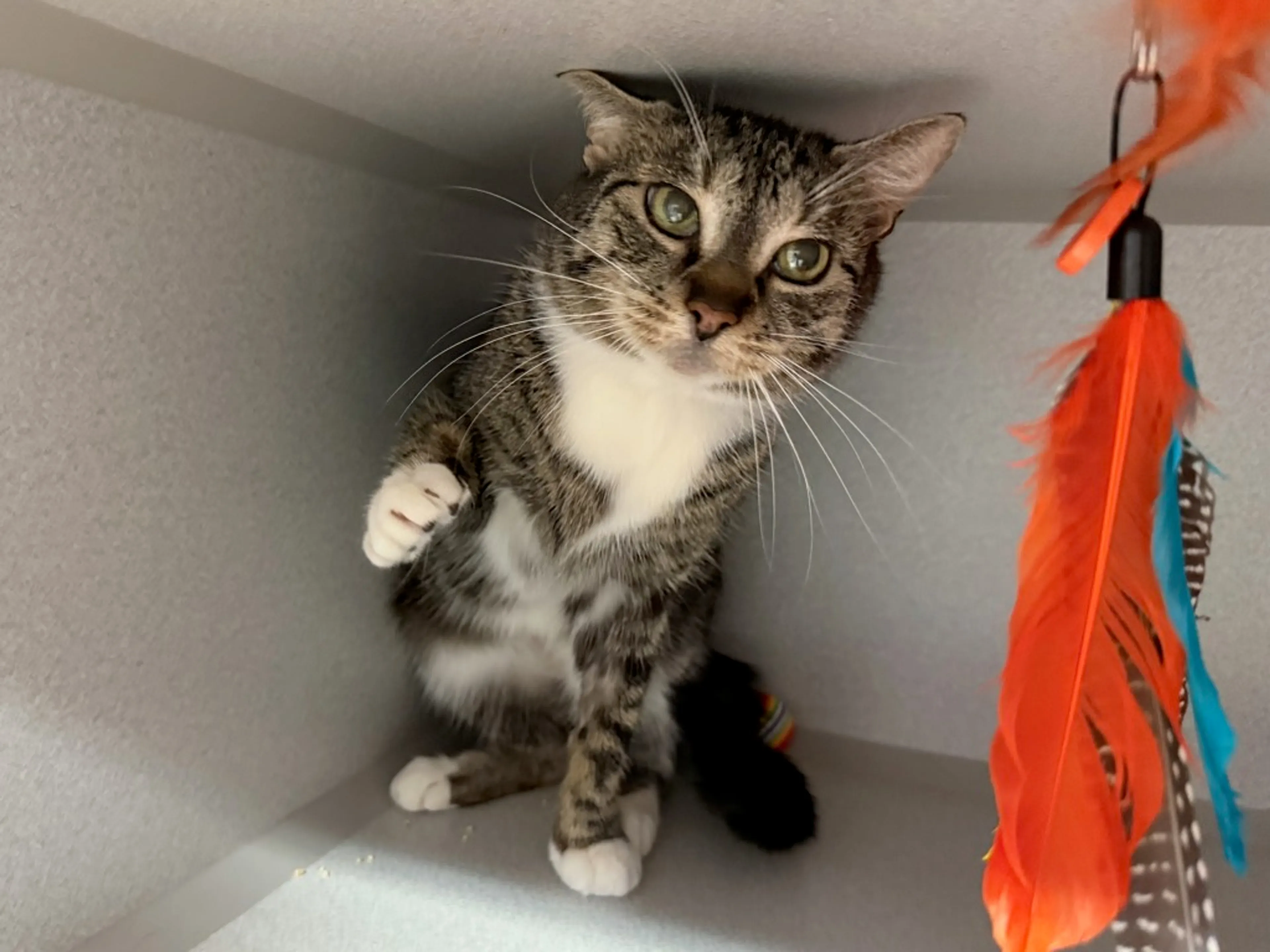 Found pet-2