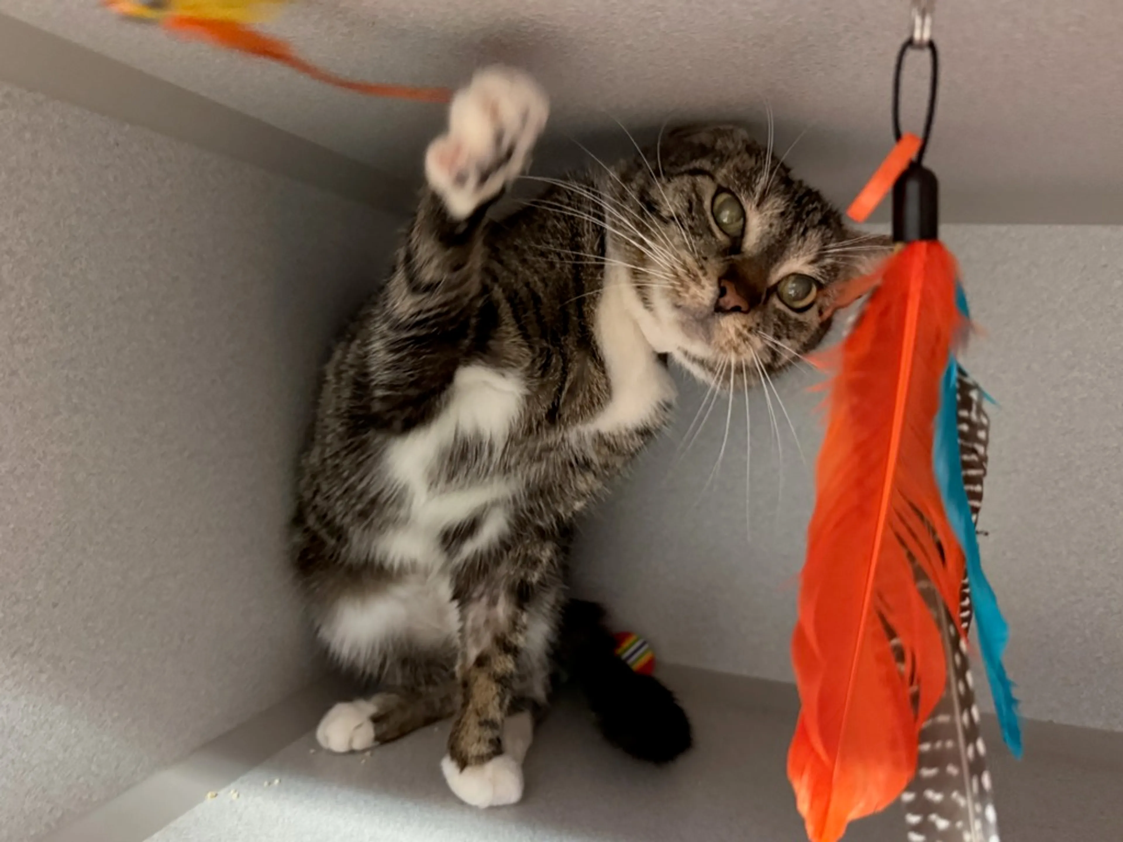 Found pet-1