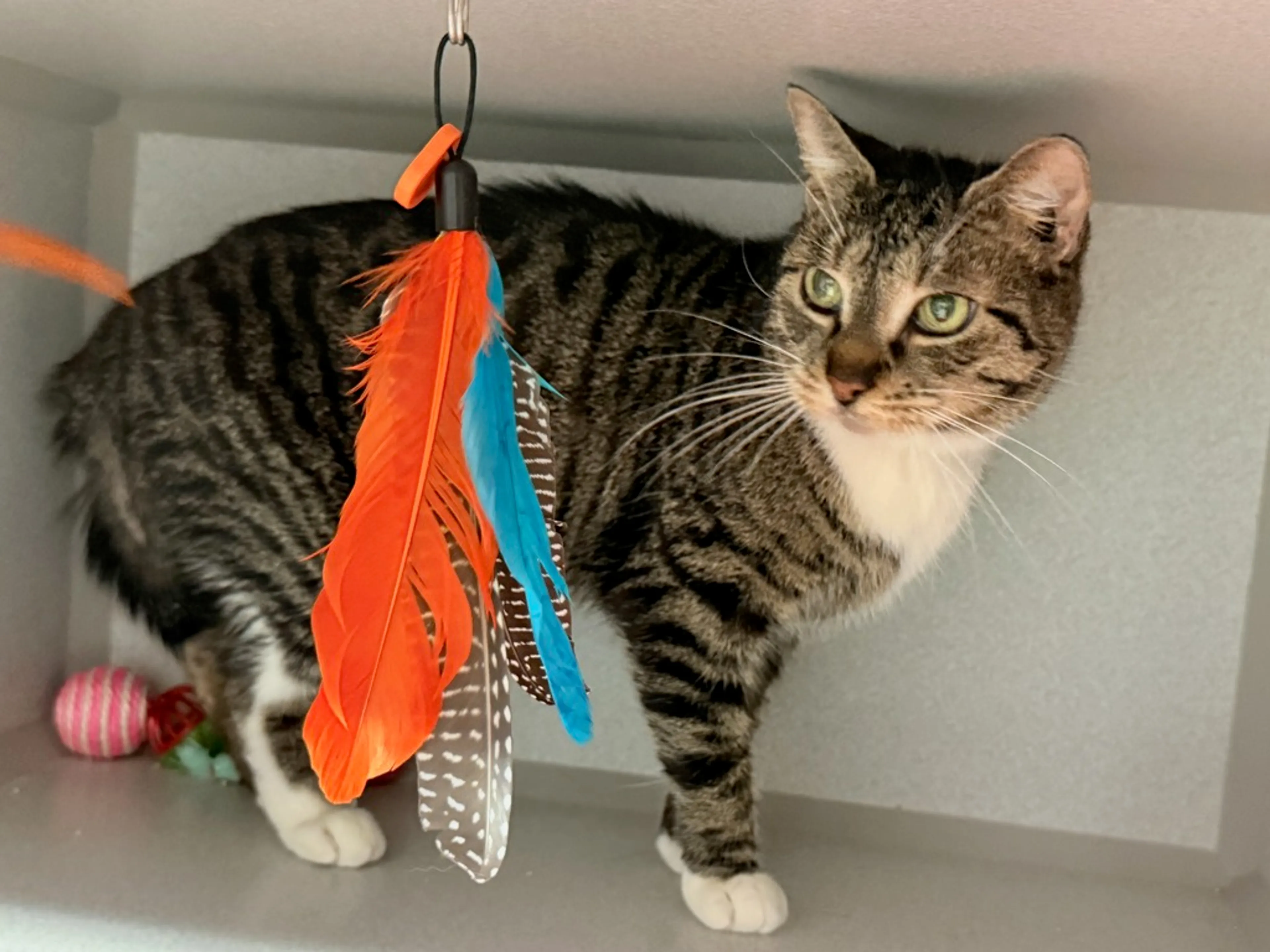 Found pet-3