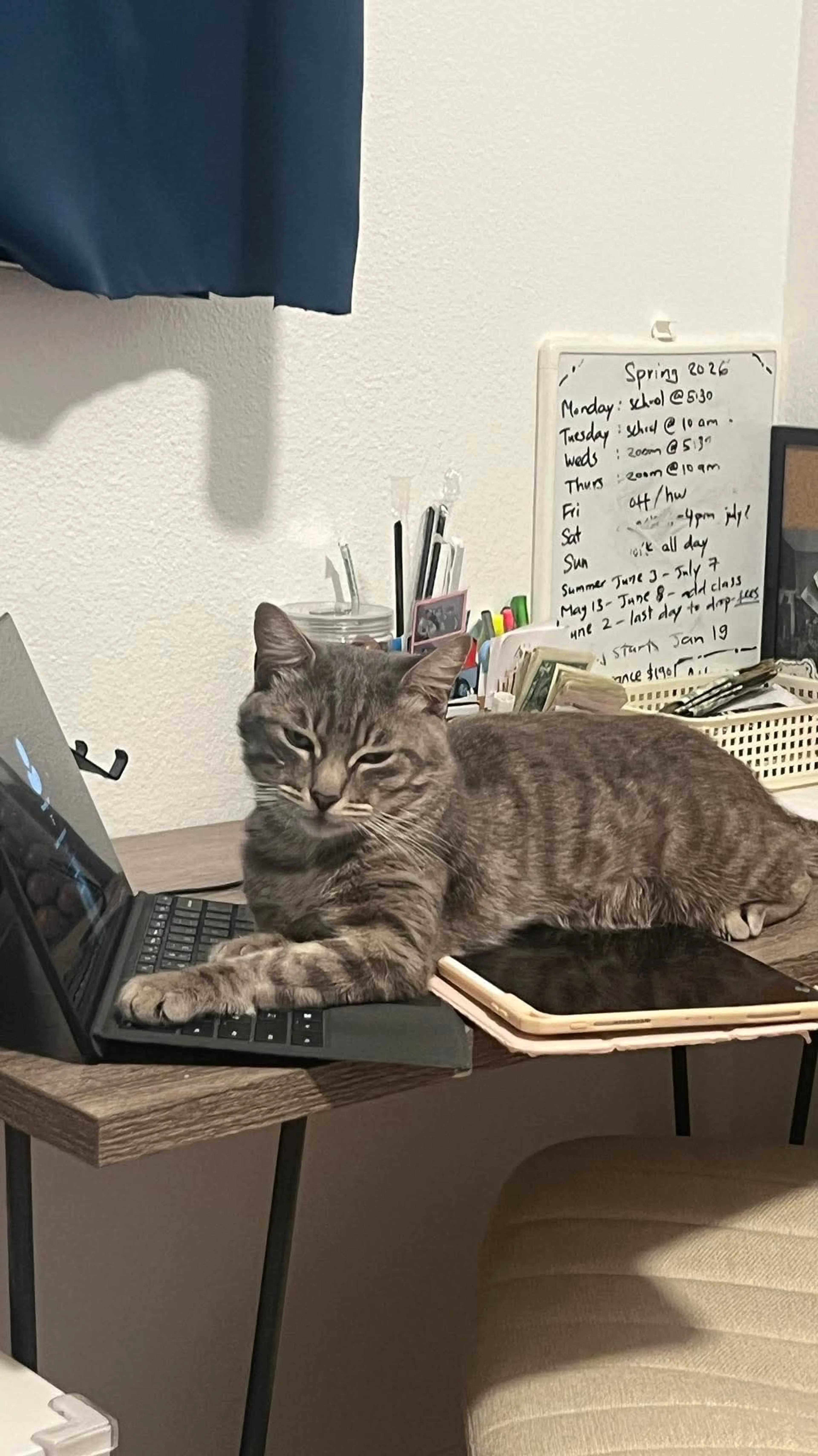 Lost pet