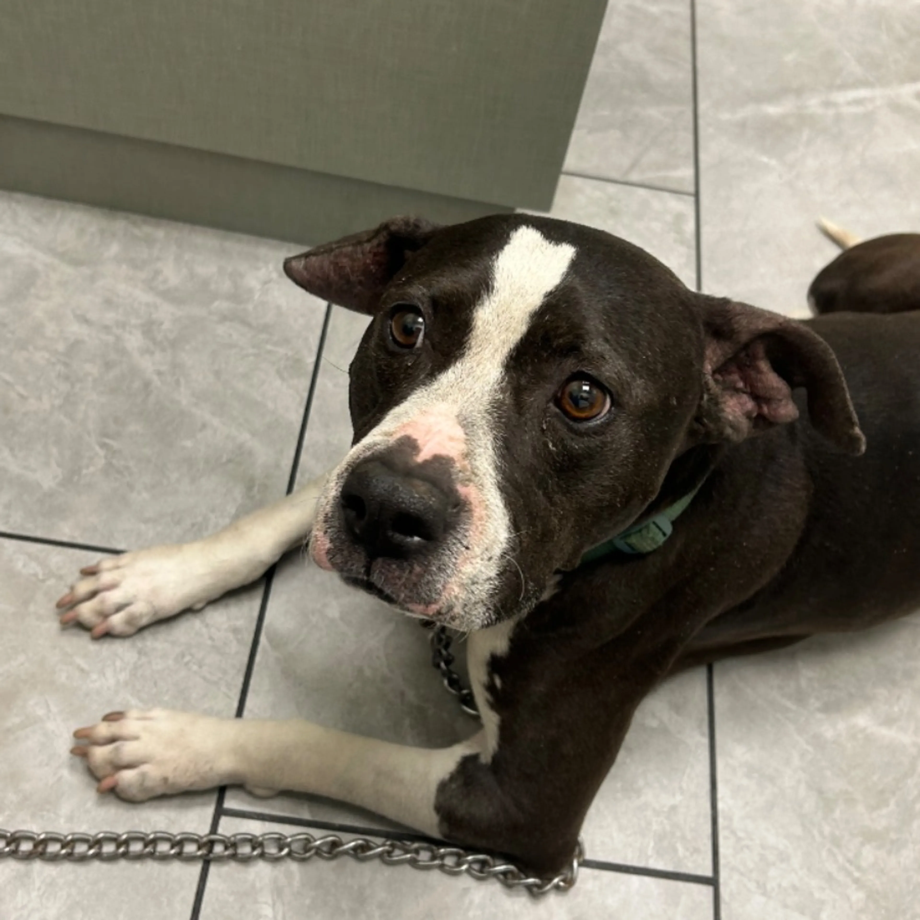 Lost pet