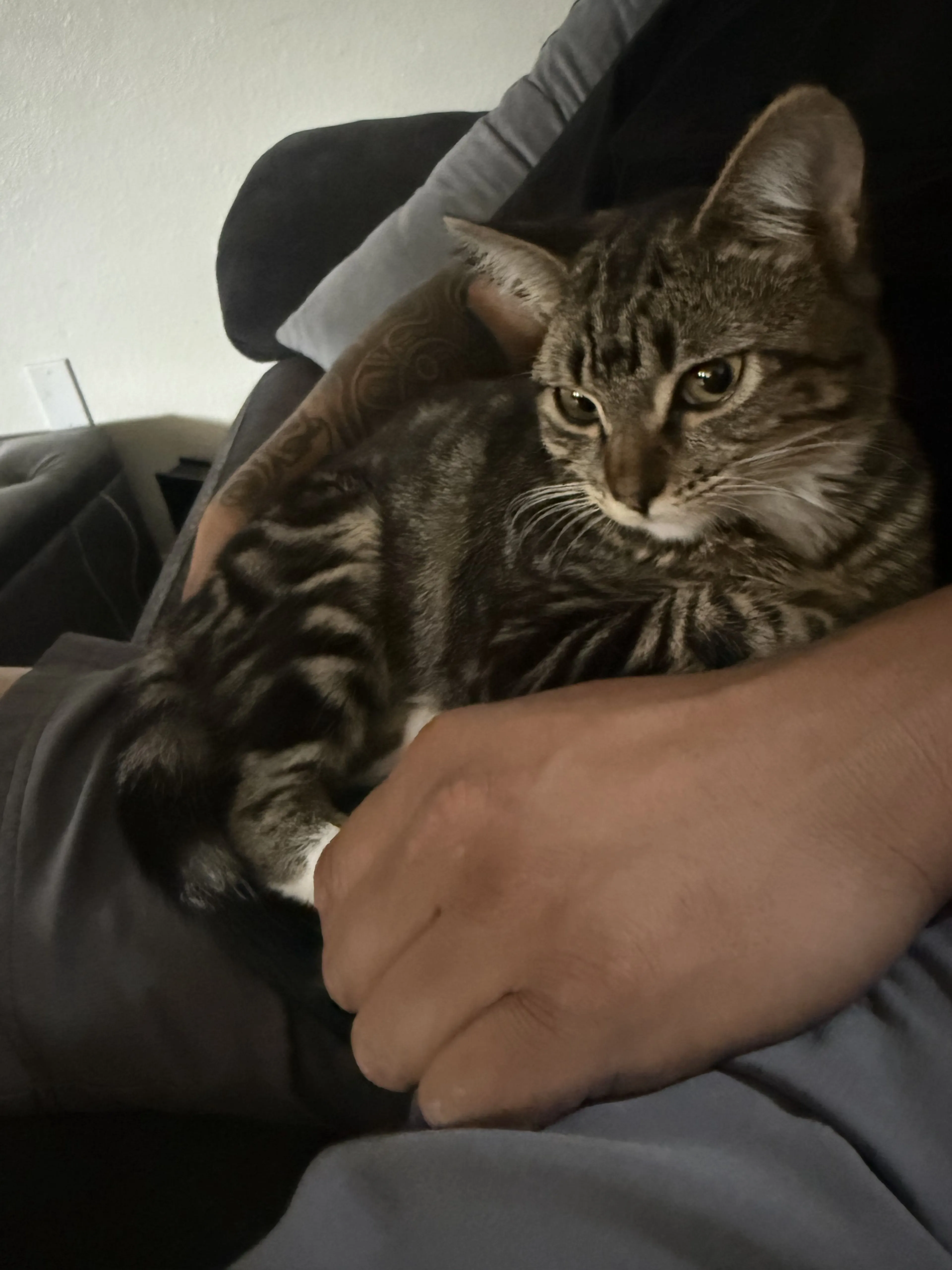 Lost pet-0