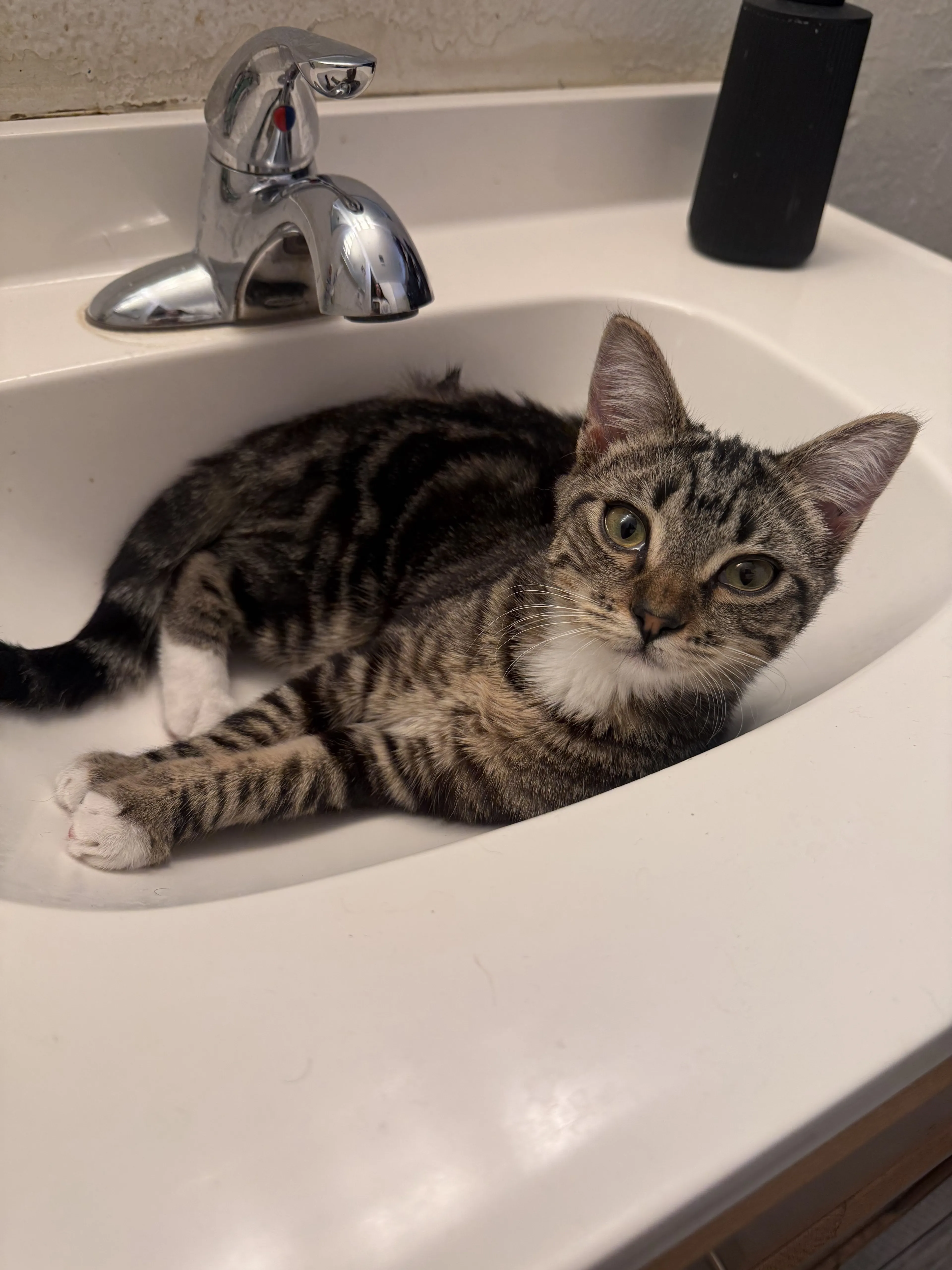 Lost pet-1