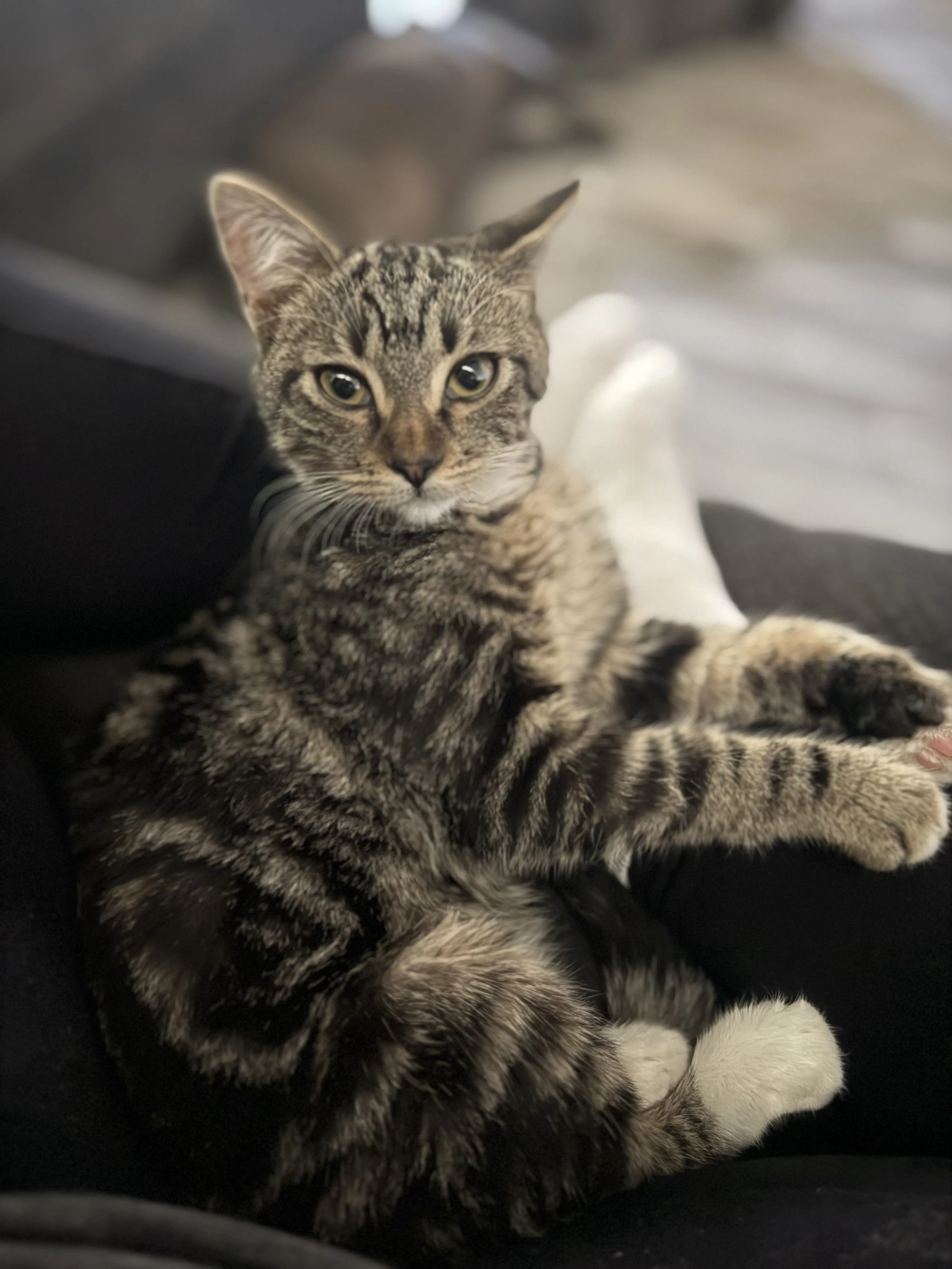 Lost pet-4