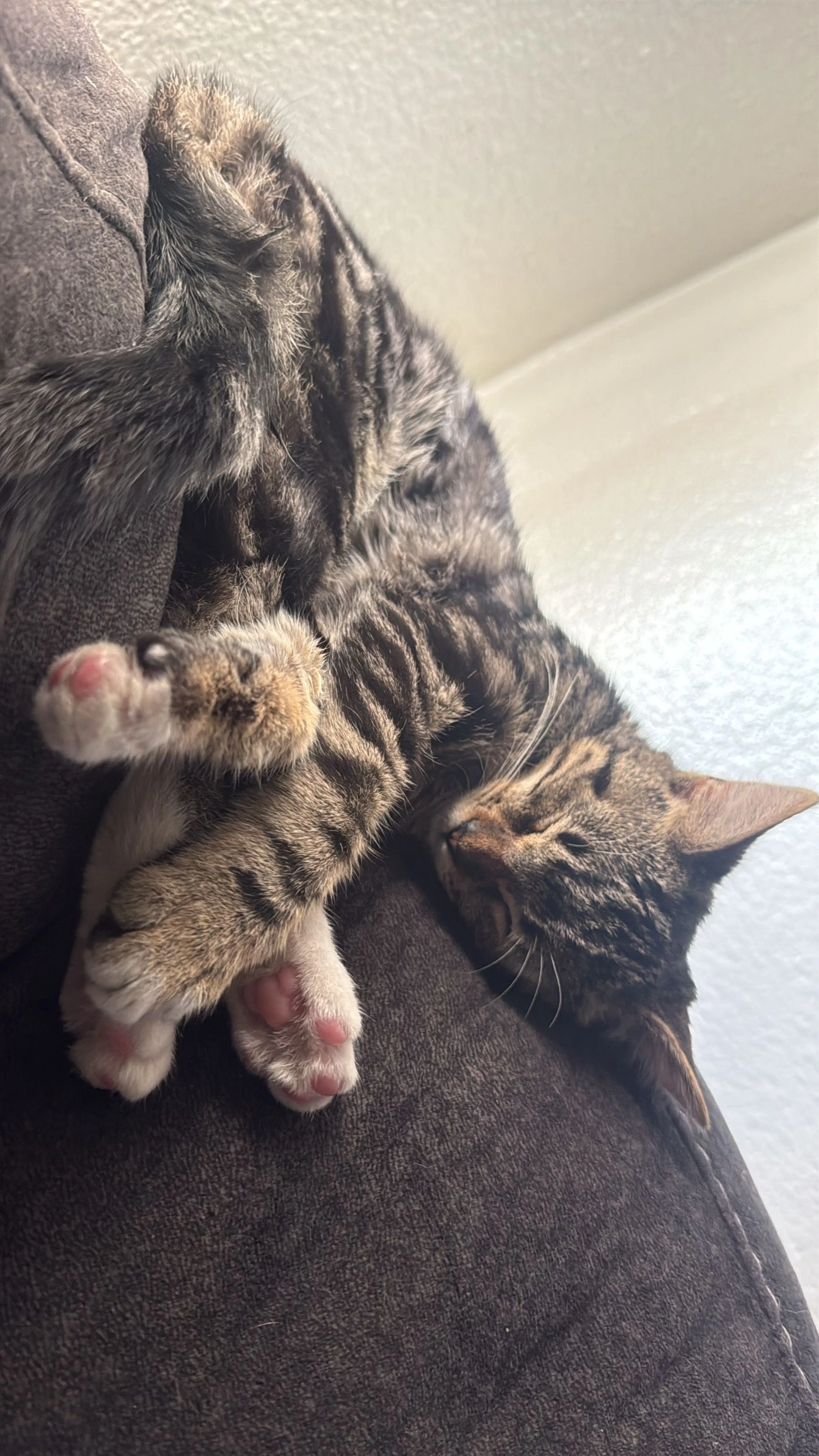 Lost pet-2