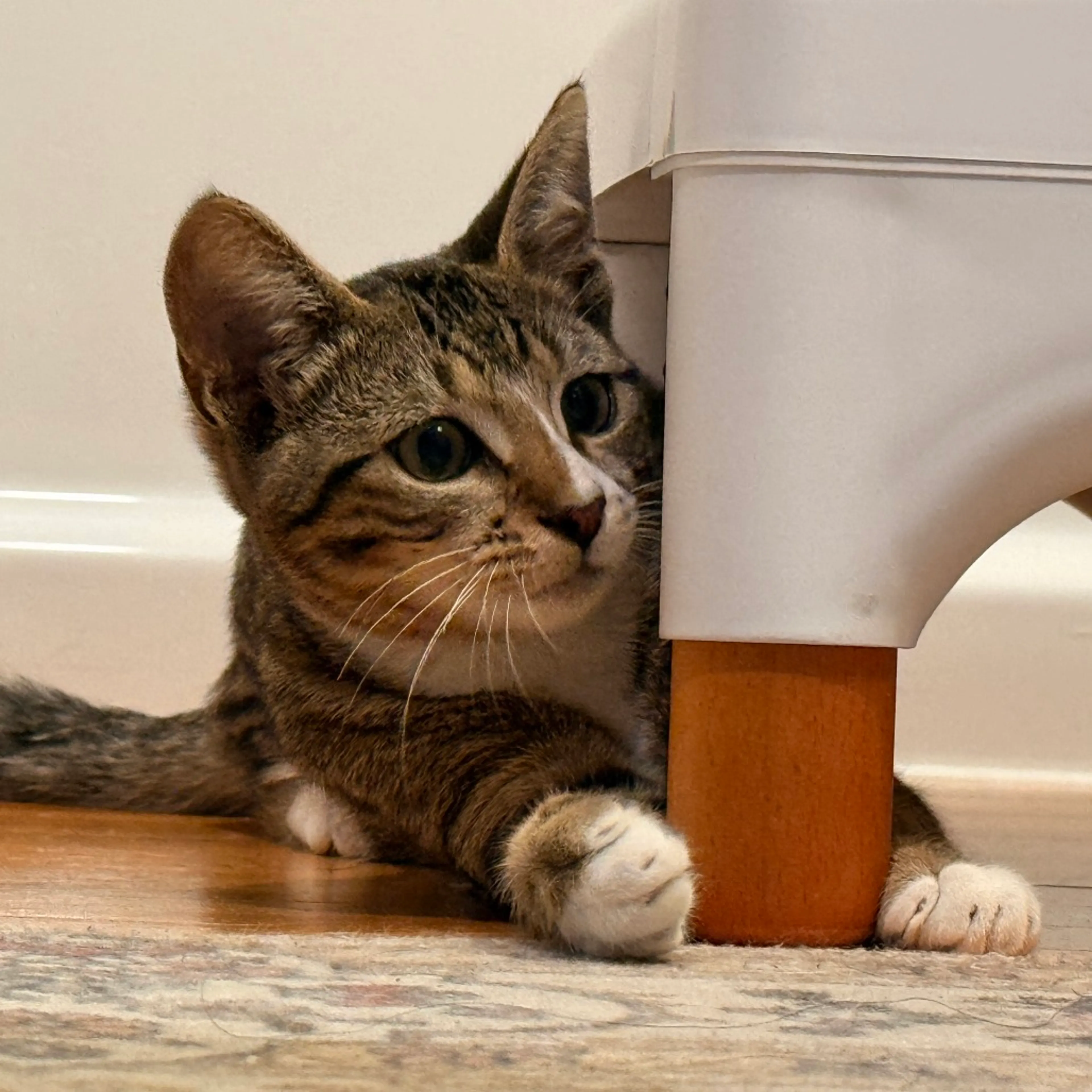 Found pet-1