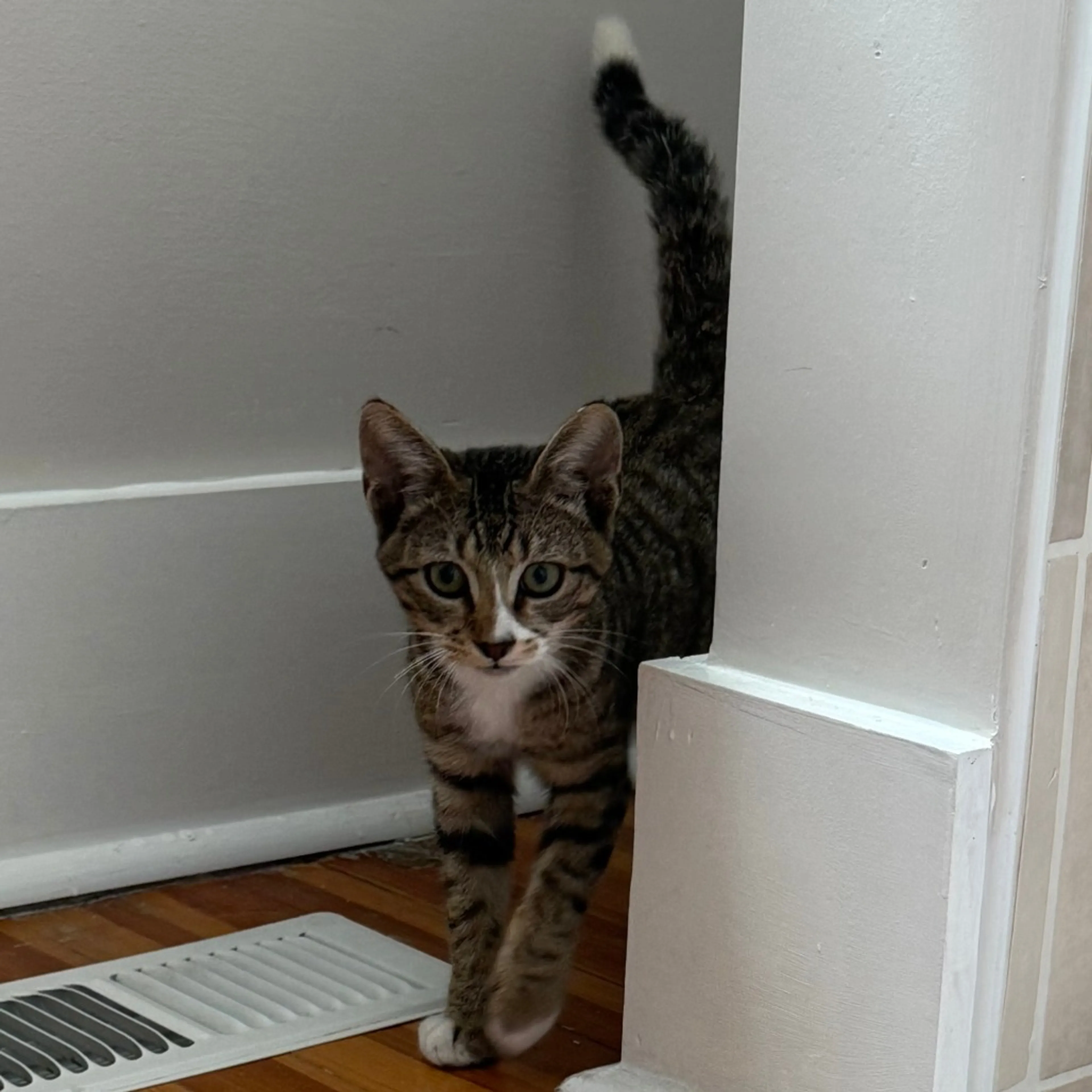 Found pet-3