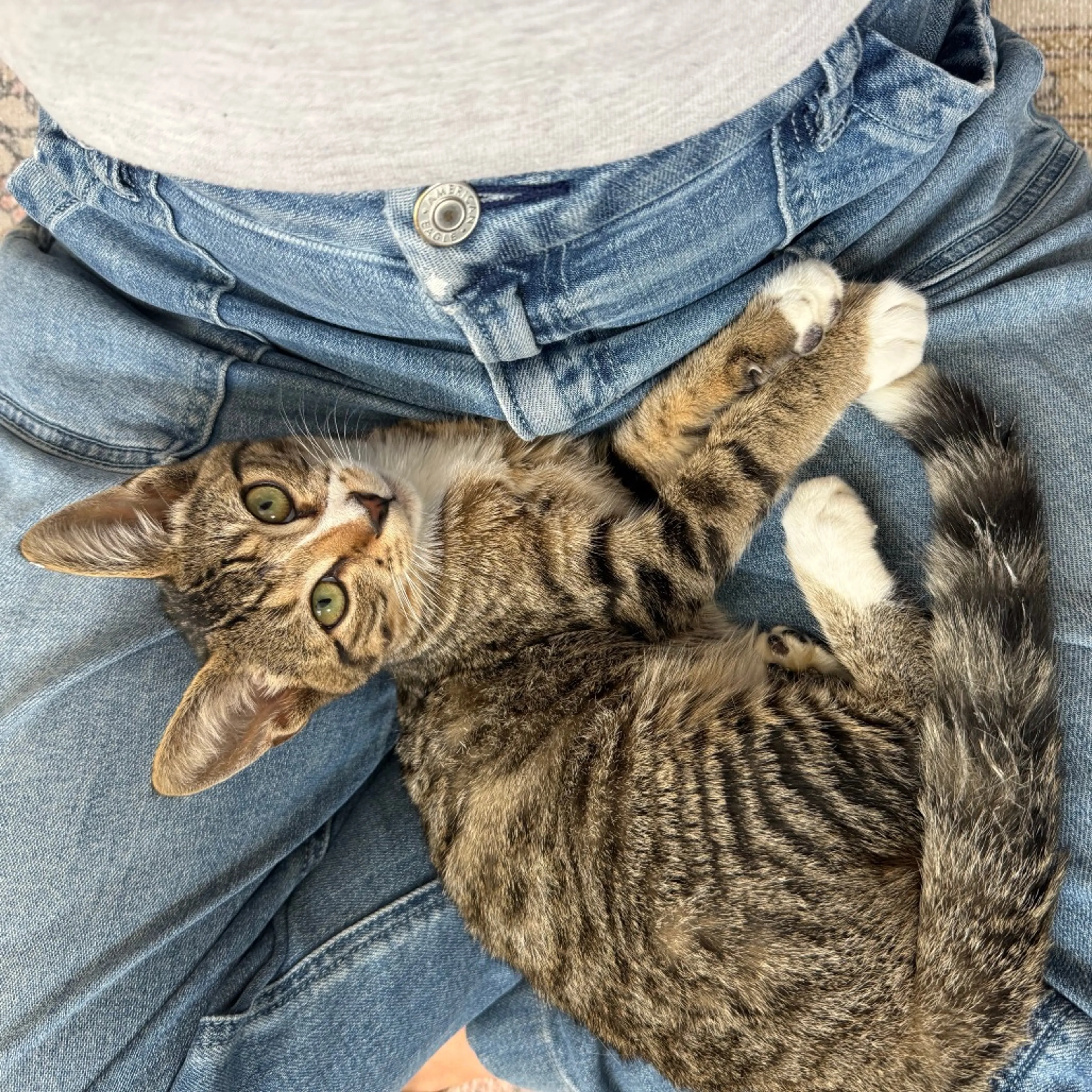 Found pet-2