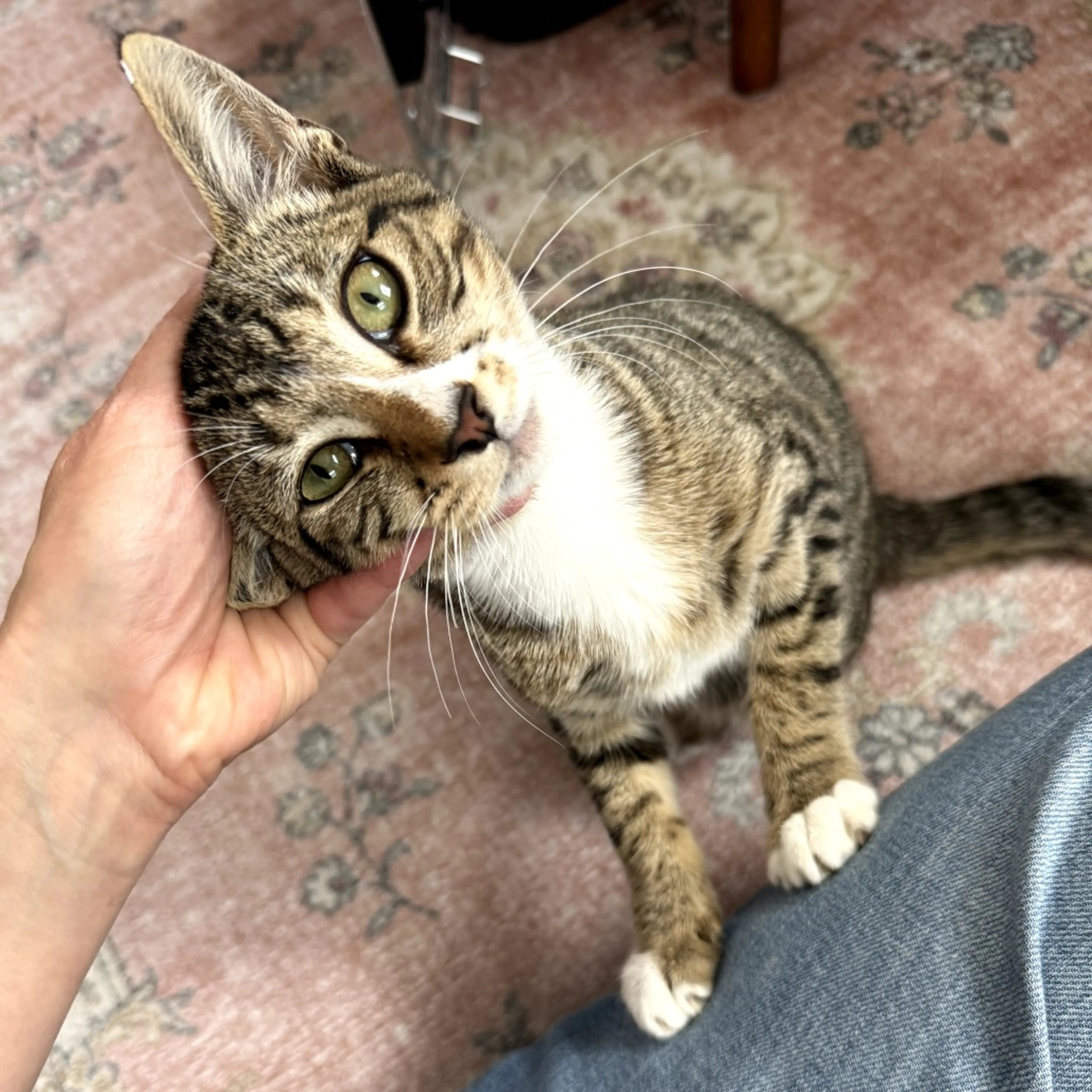 Found pet-0