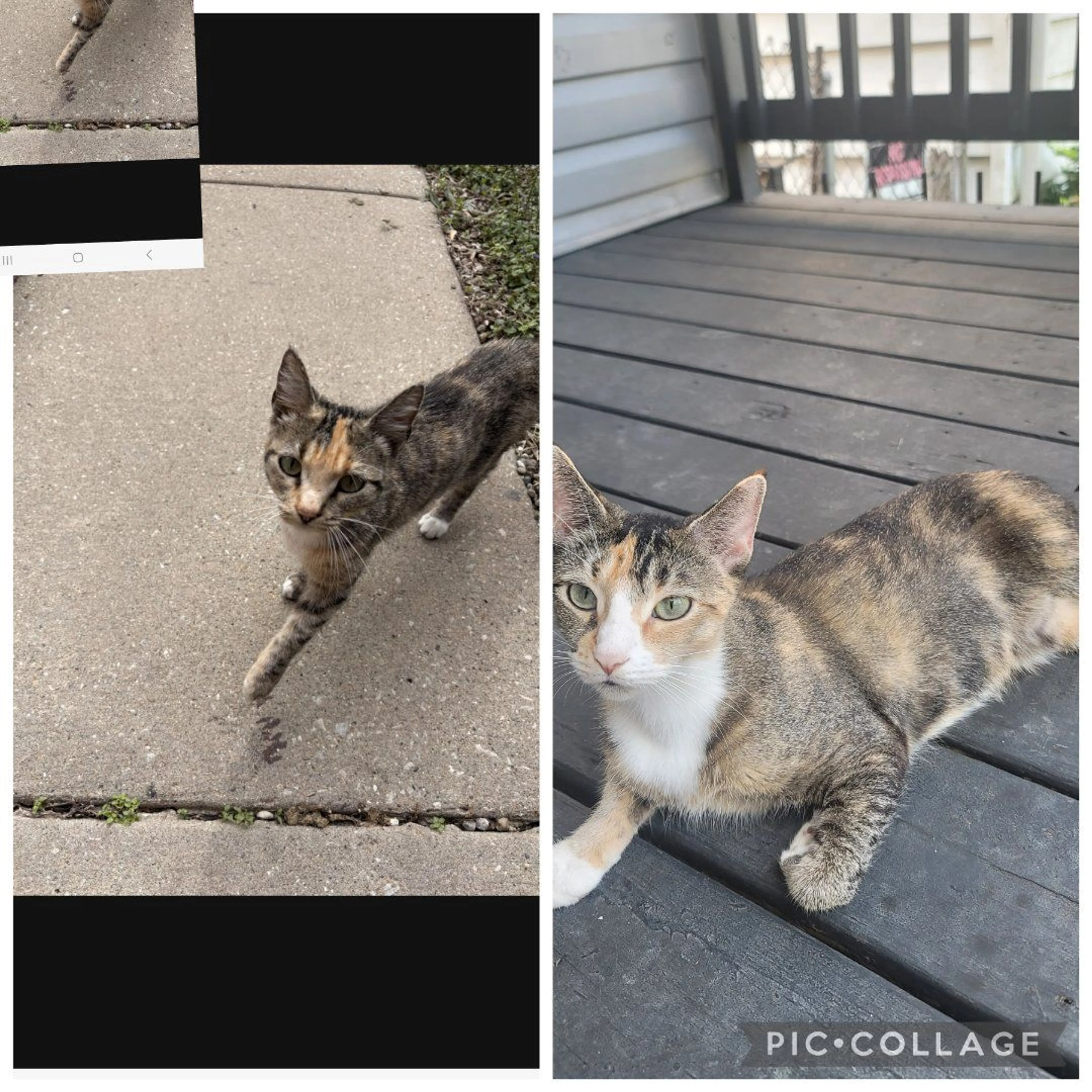 Lost pet