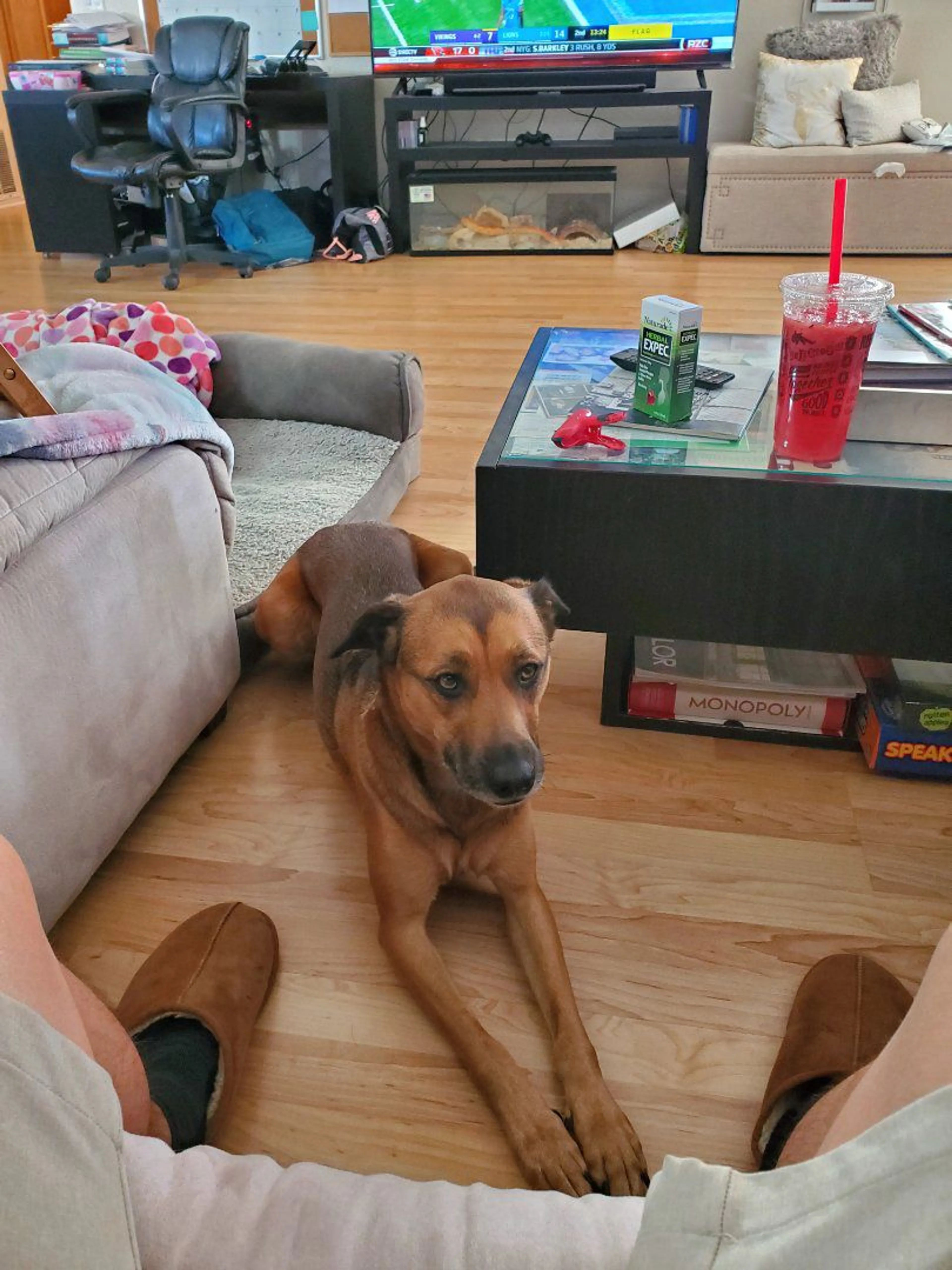 Lost pet-2
