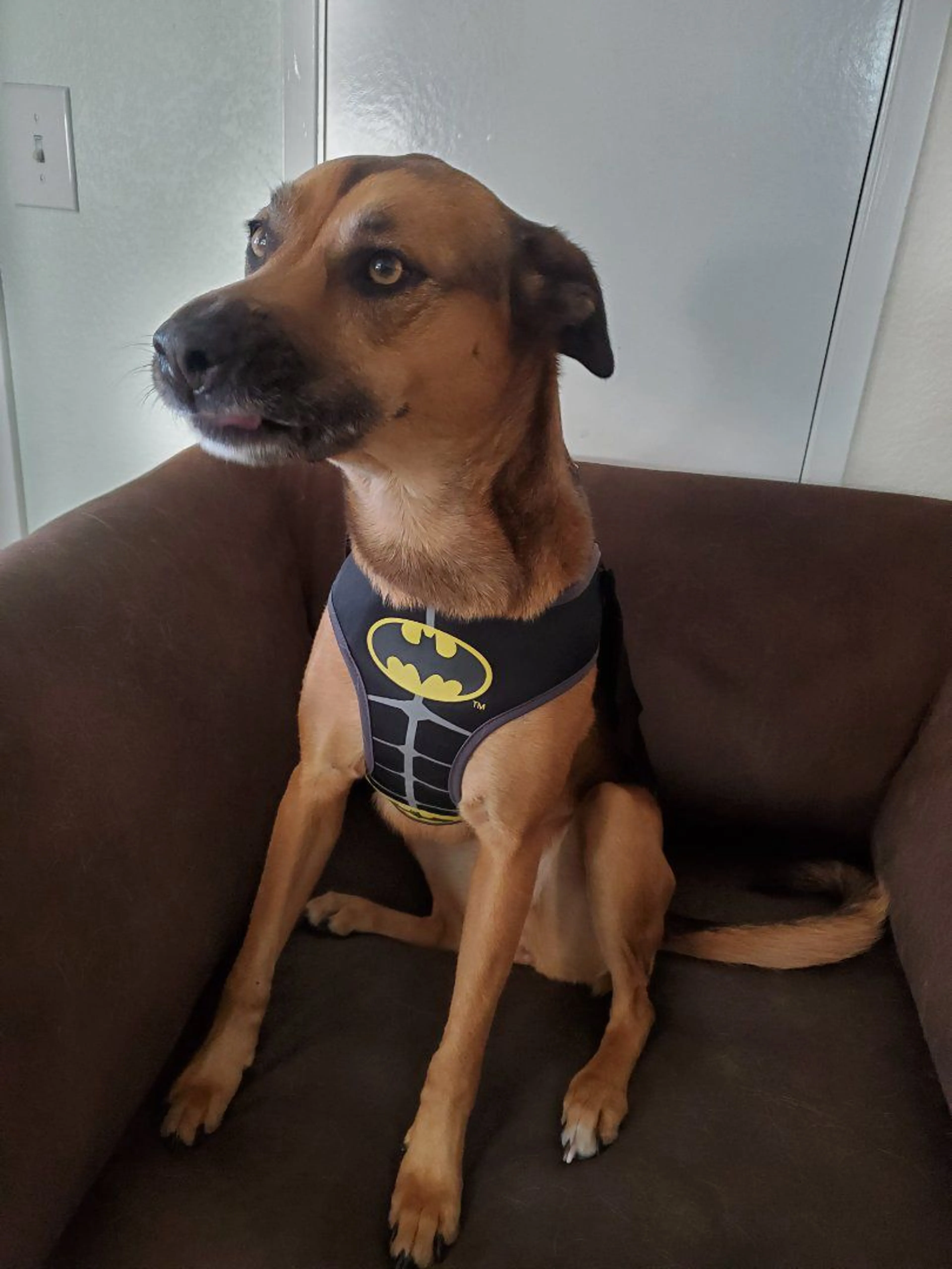Lost pet-3