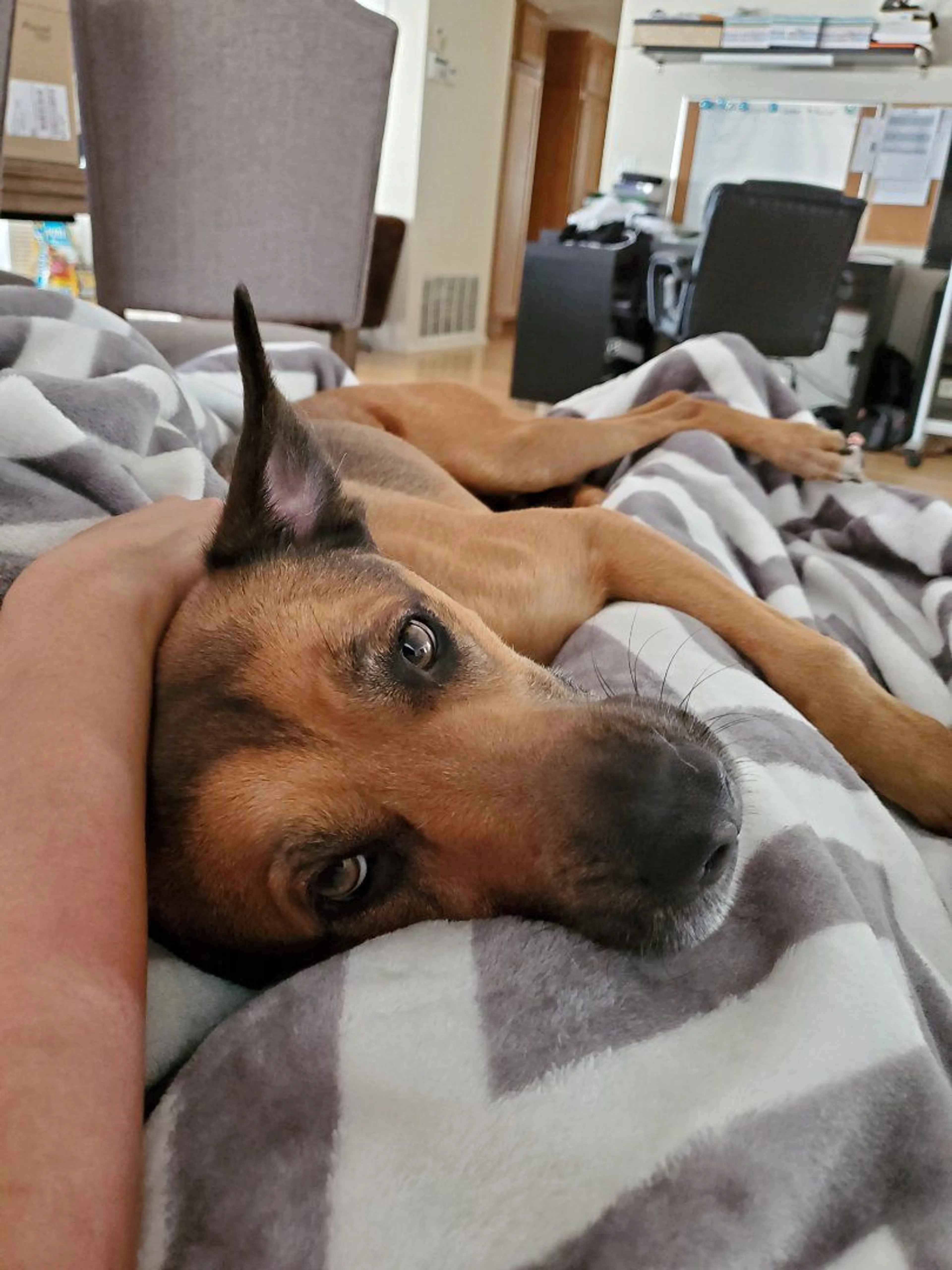 Lost pet-1