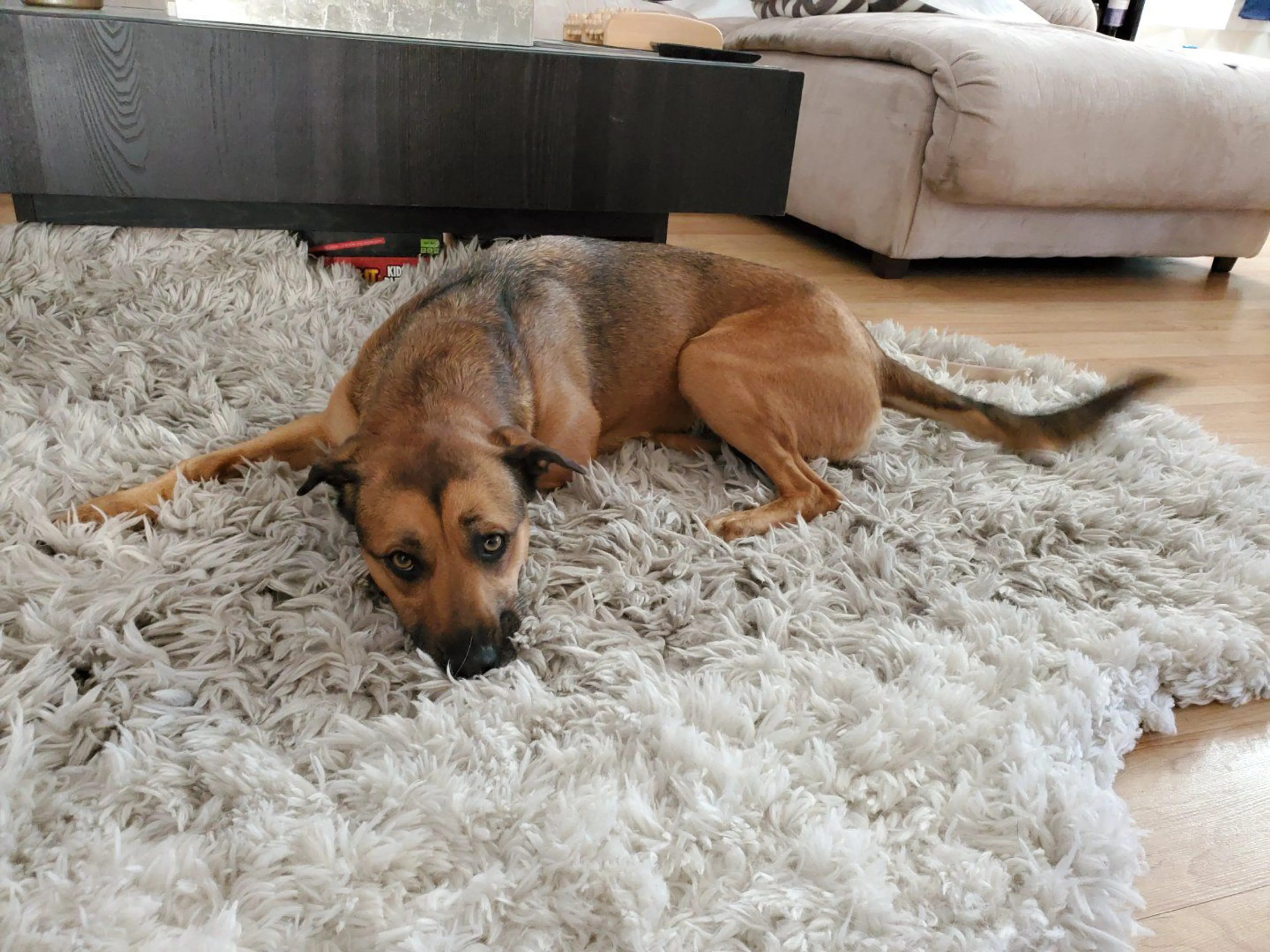 Lost pet-0