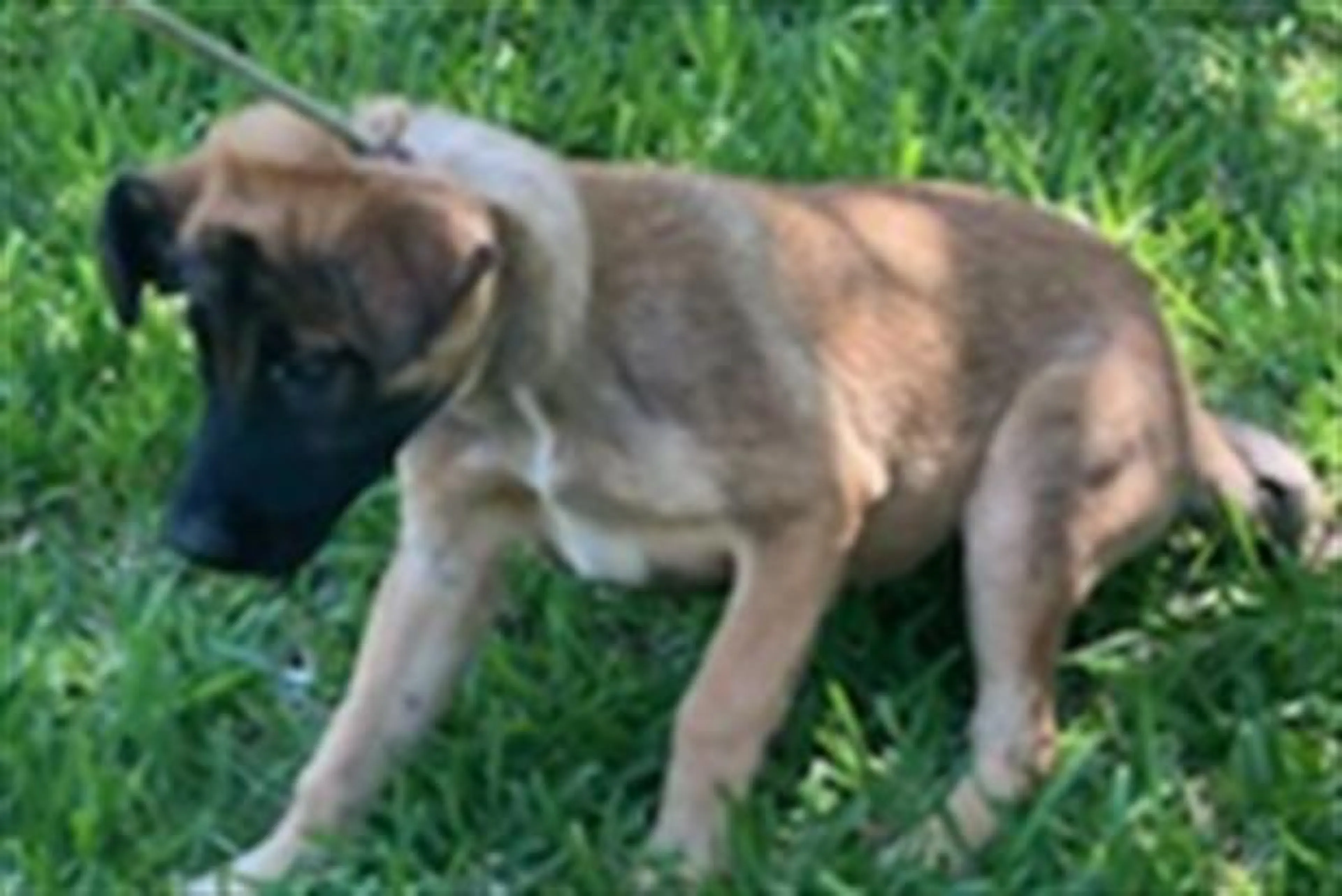 Found pet