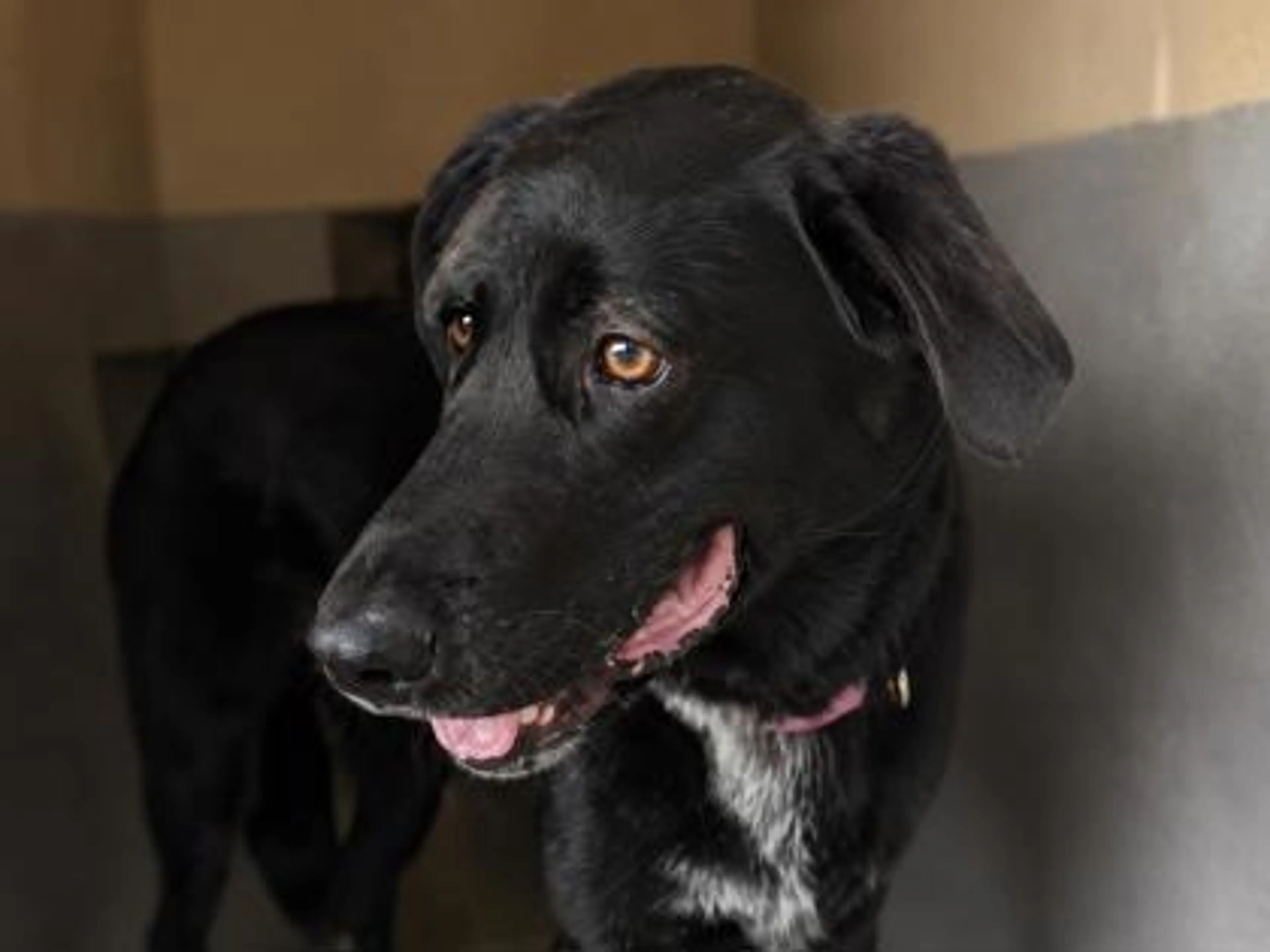 cdn image