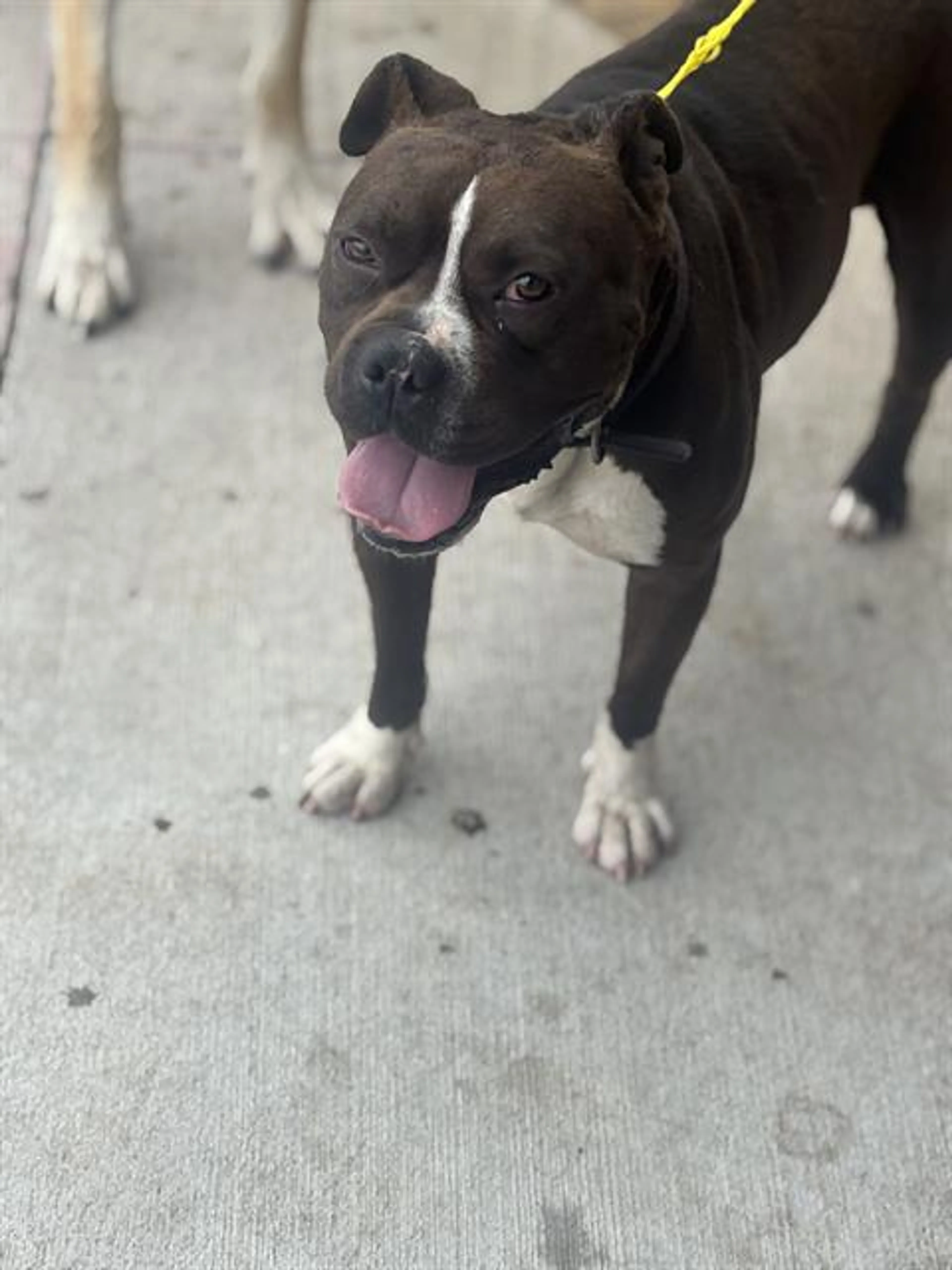 Found pet