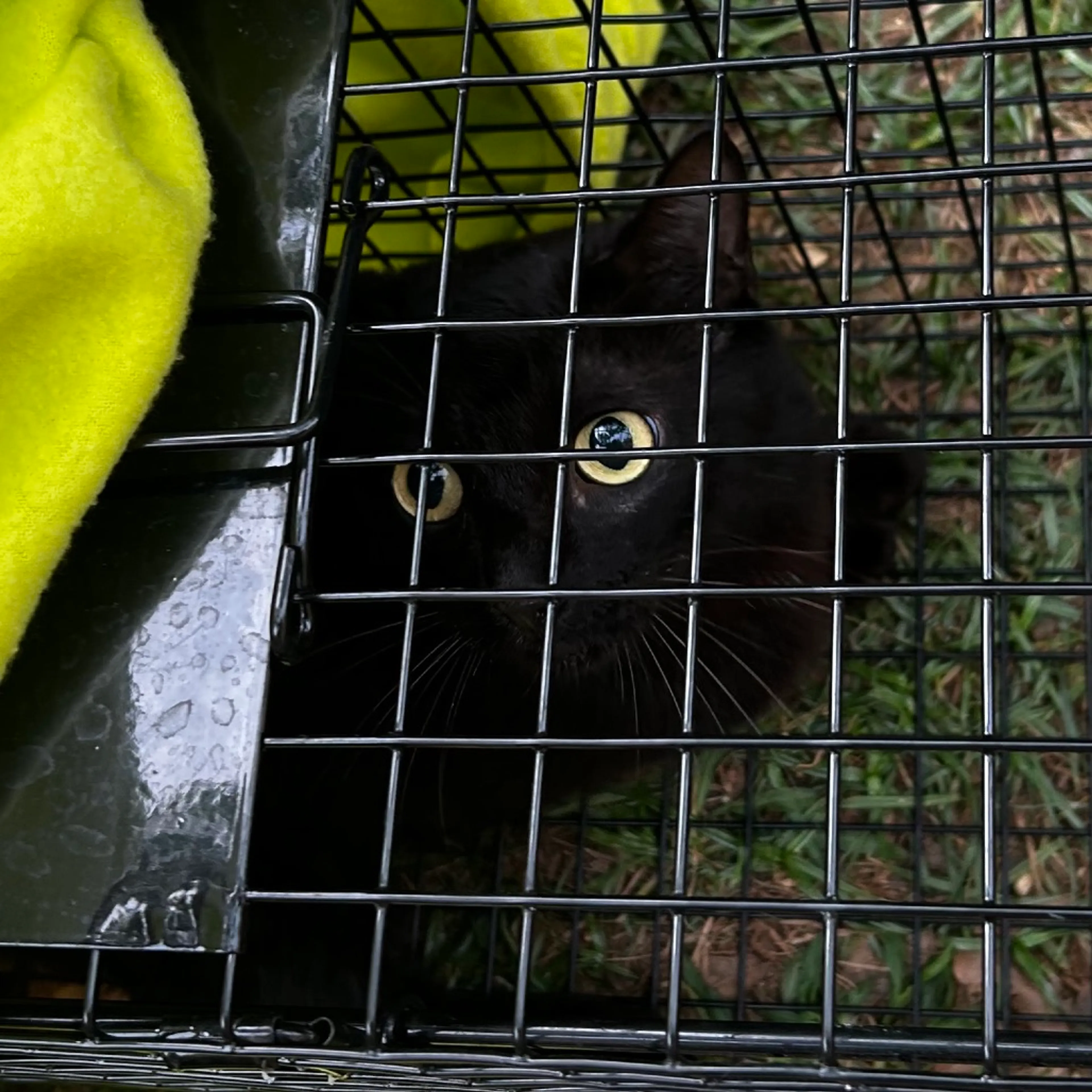 Found pet-1