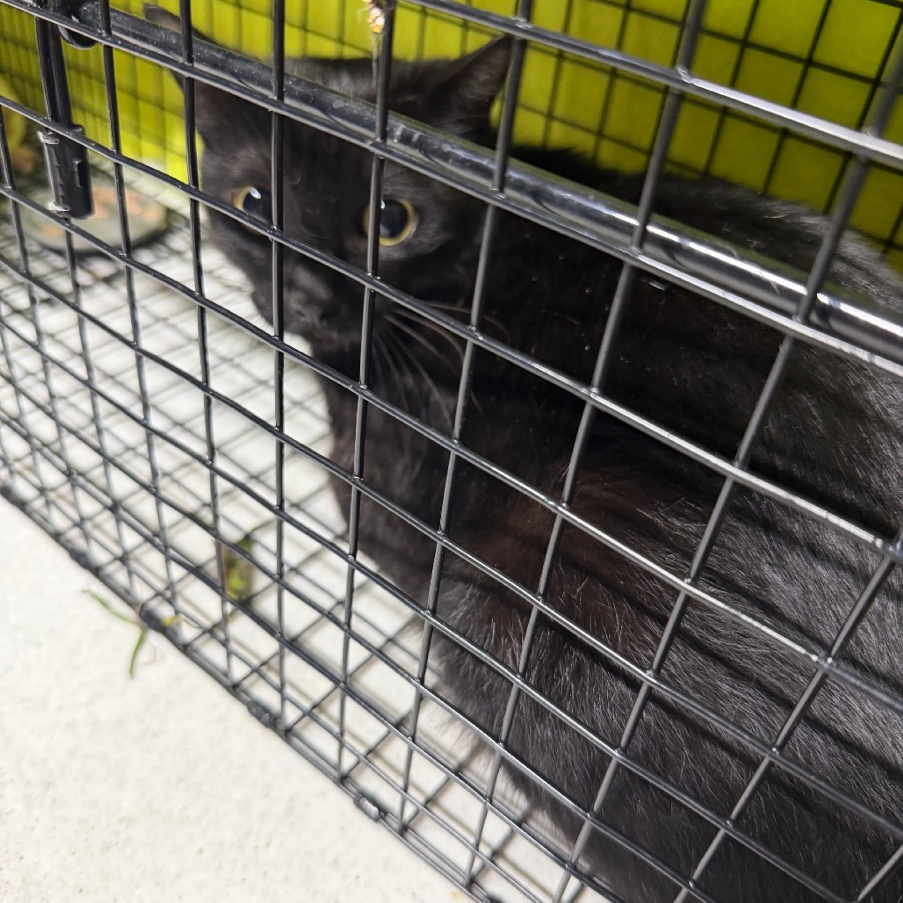 Found pet-0