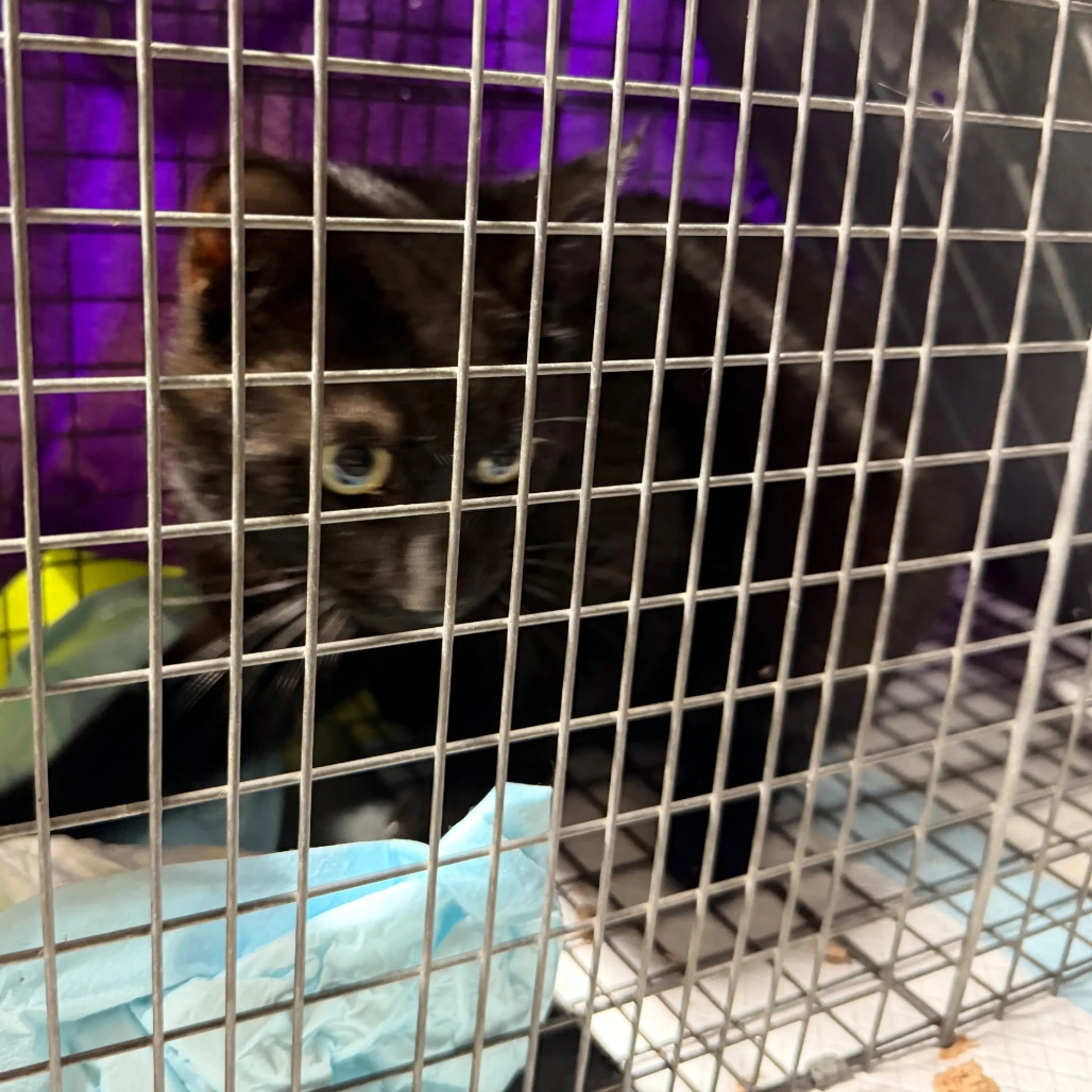 Found pet