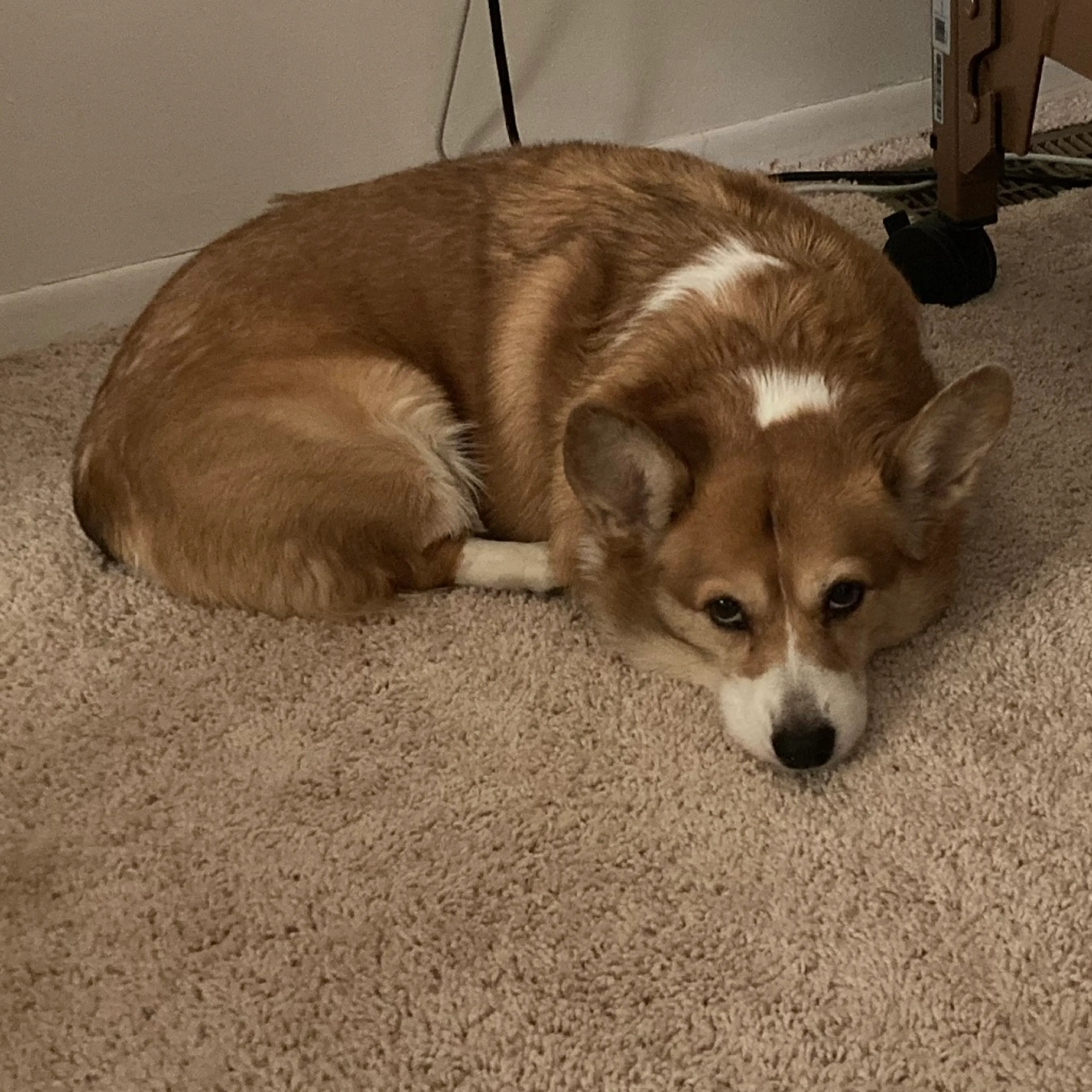 Found pet-0