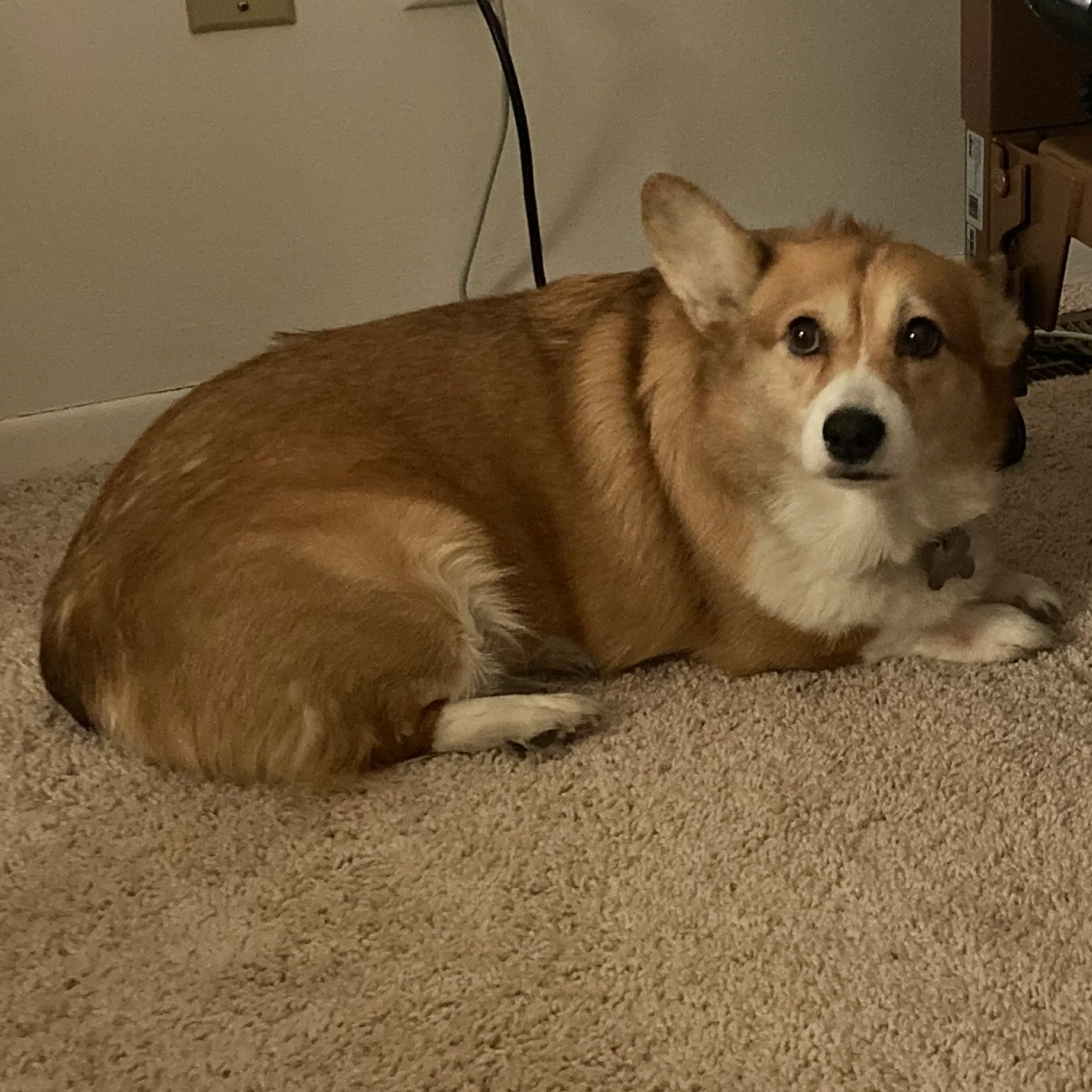 Found pet-1