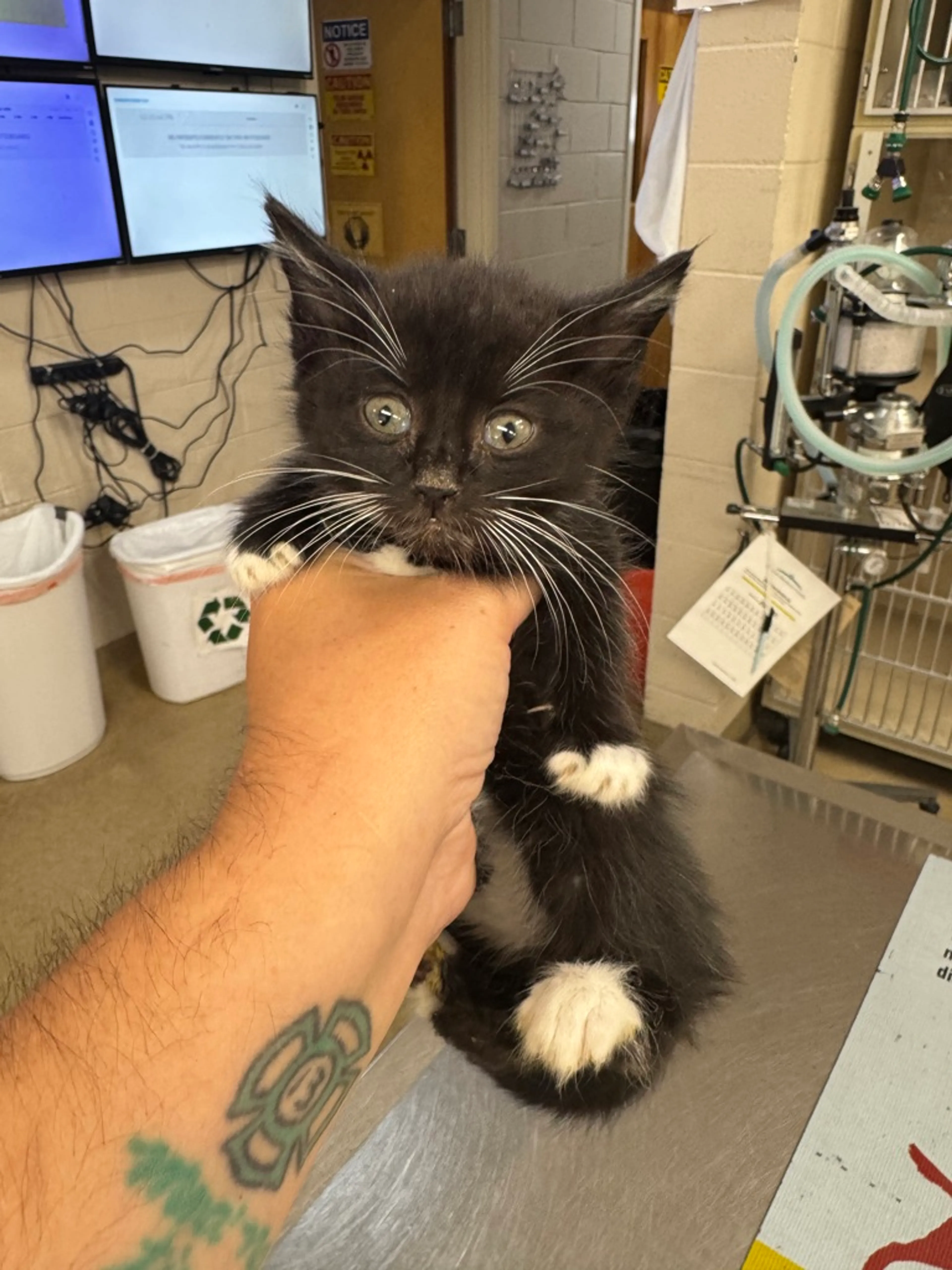 Found pet