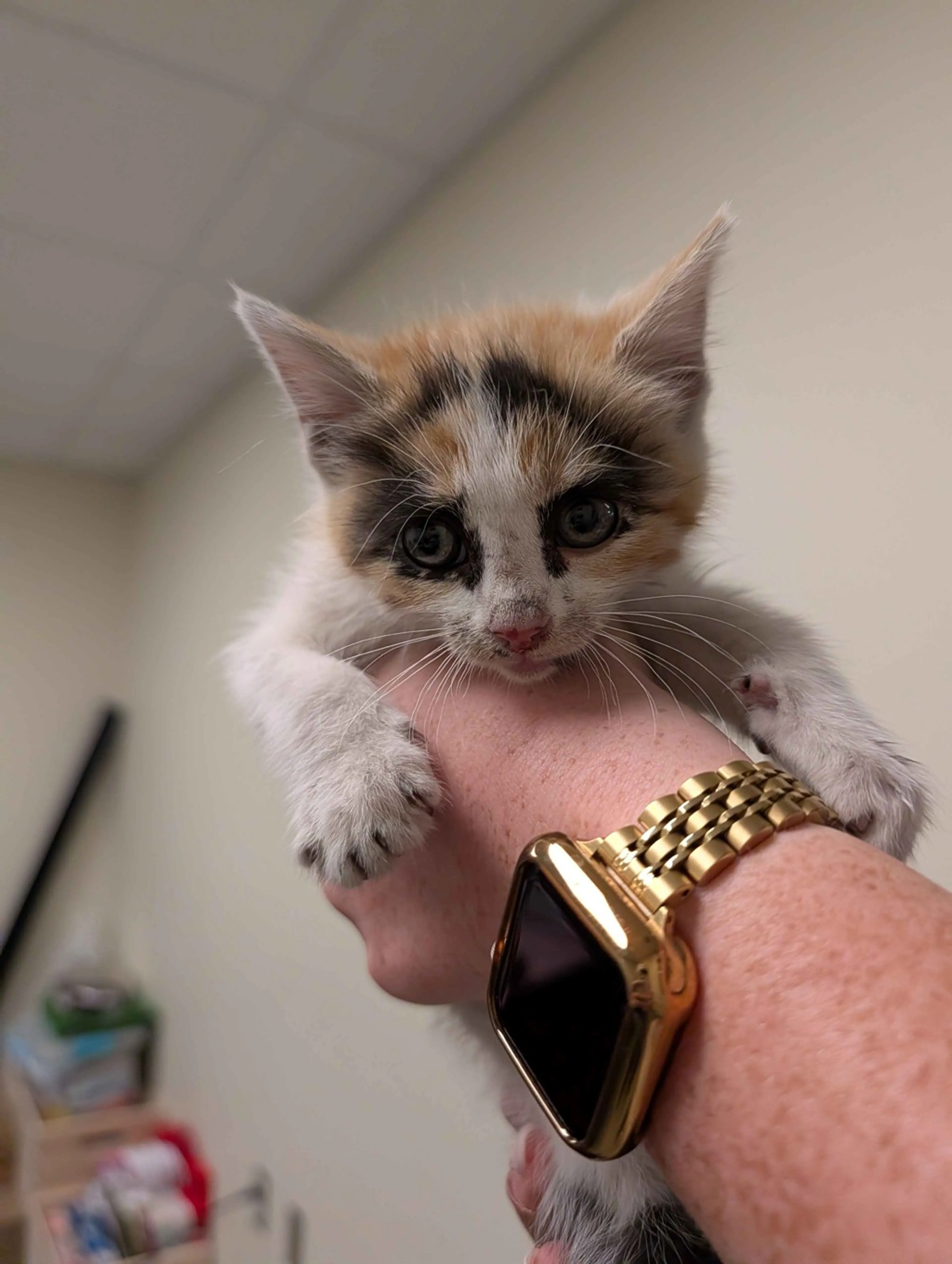 Found pet