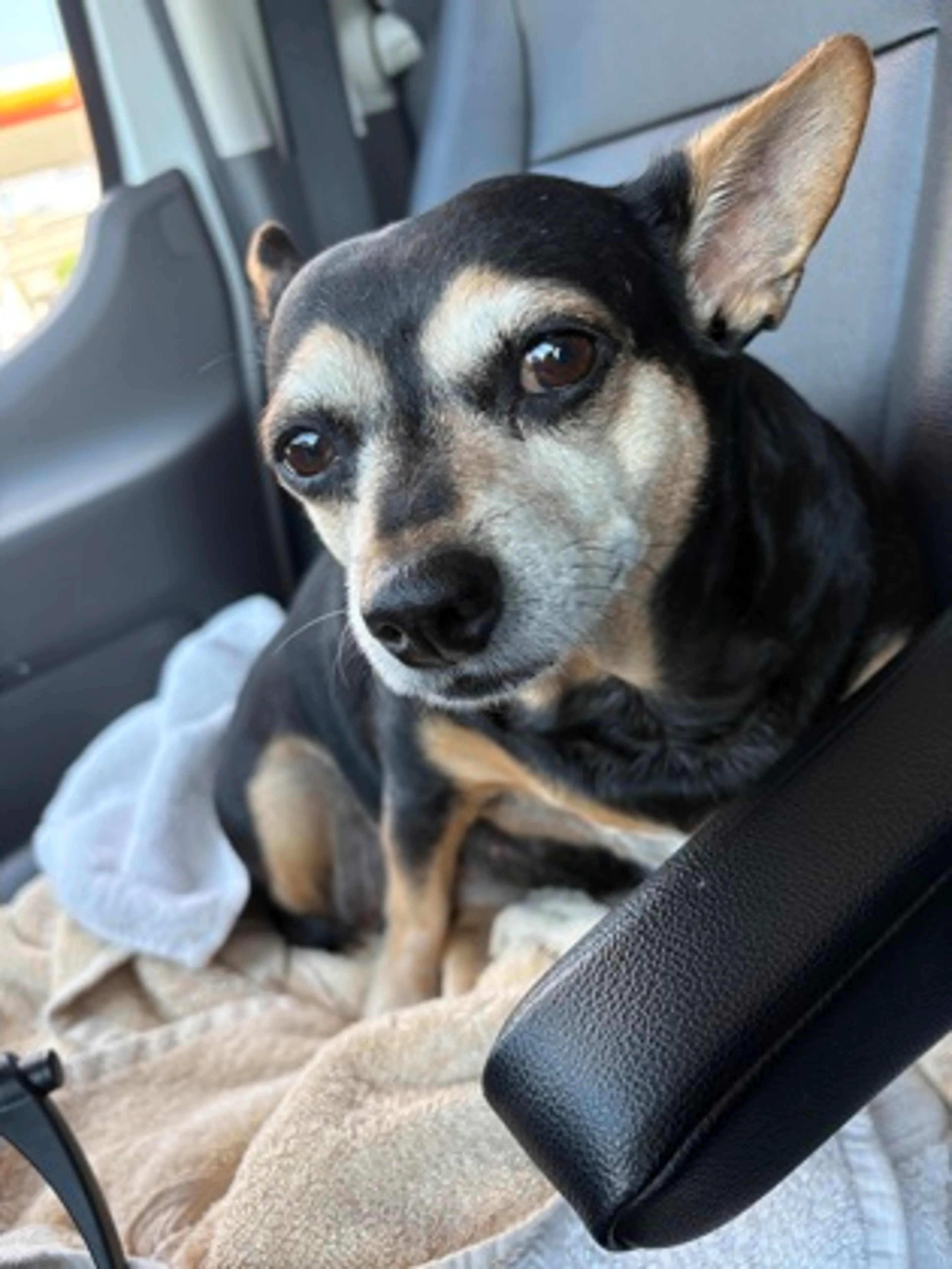 Found pet