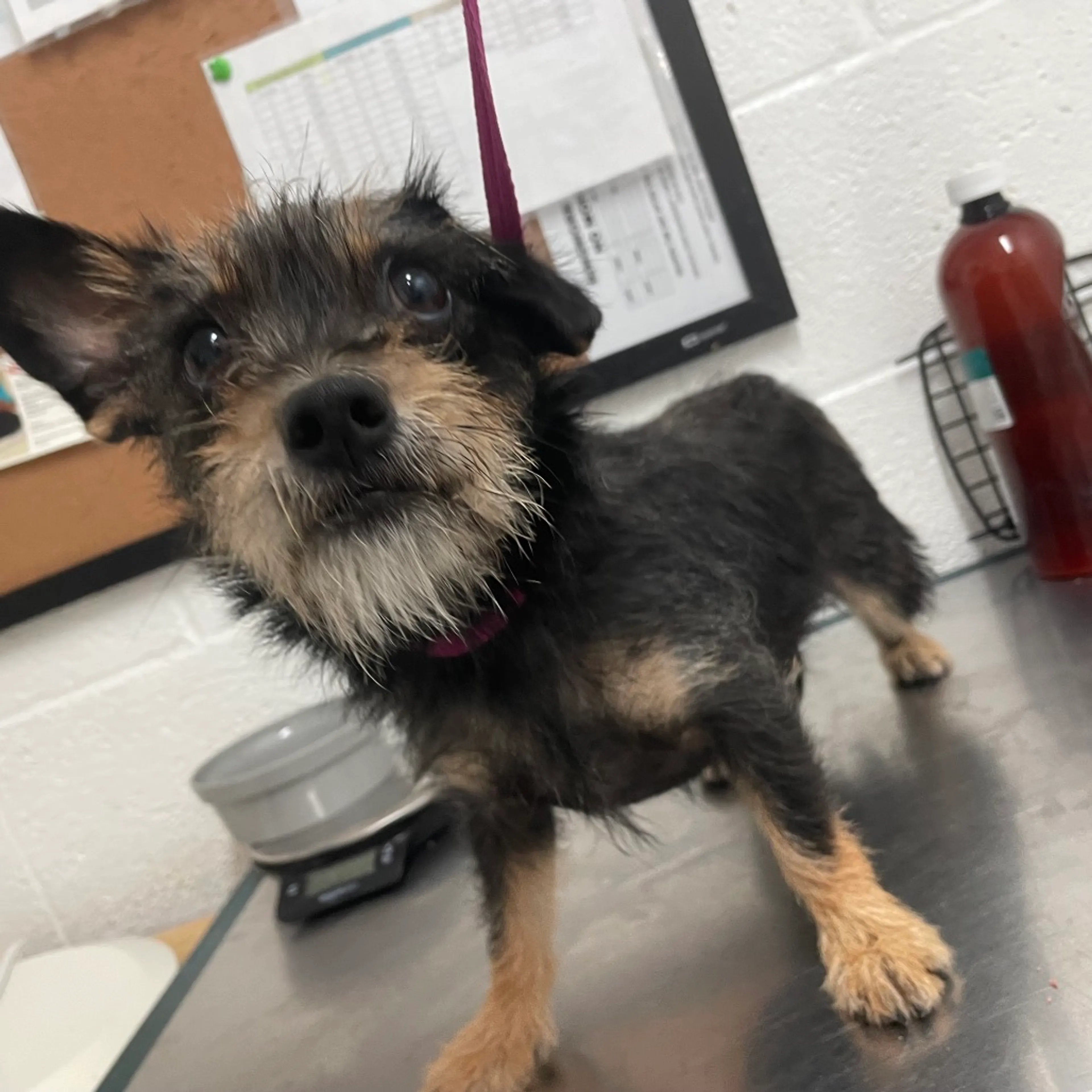 Found pet-1