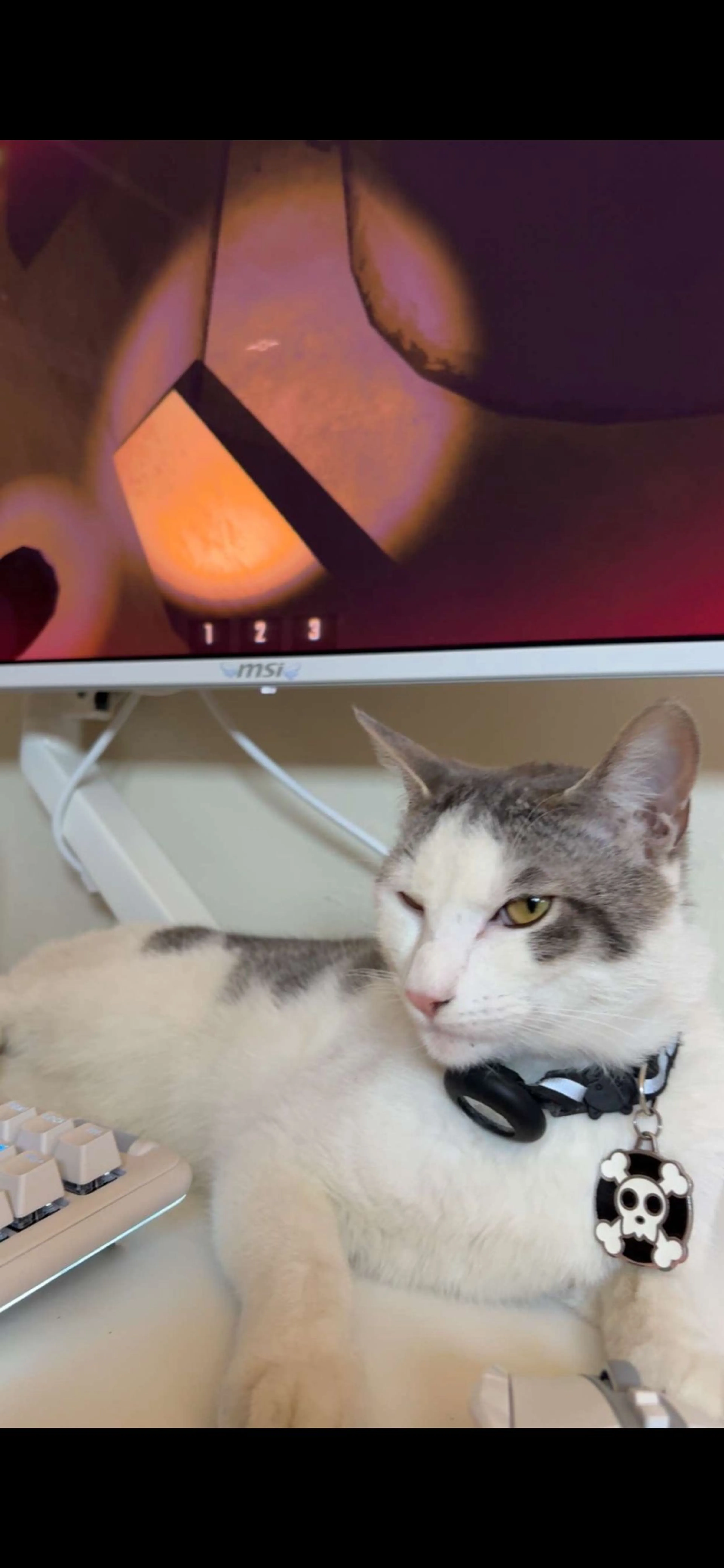 Lost pet-1