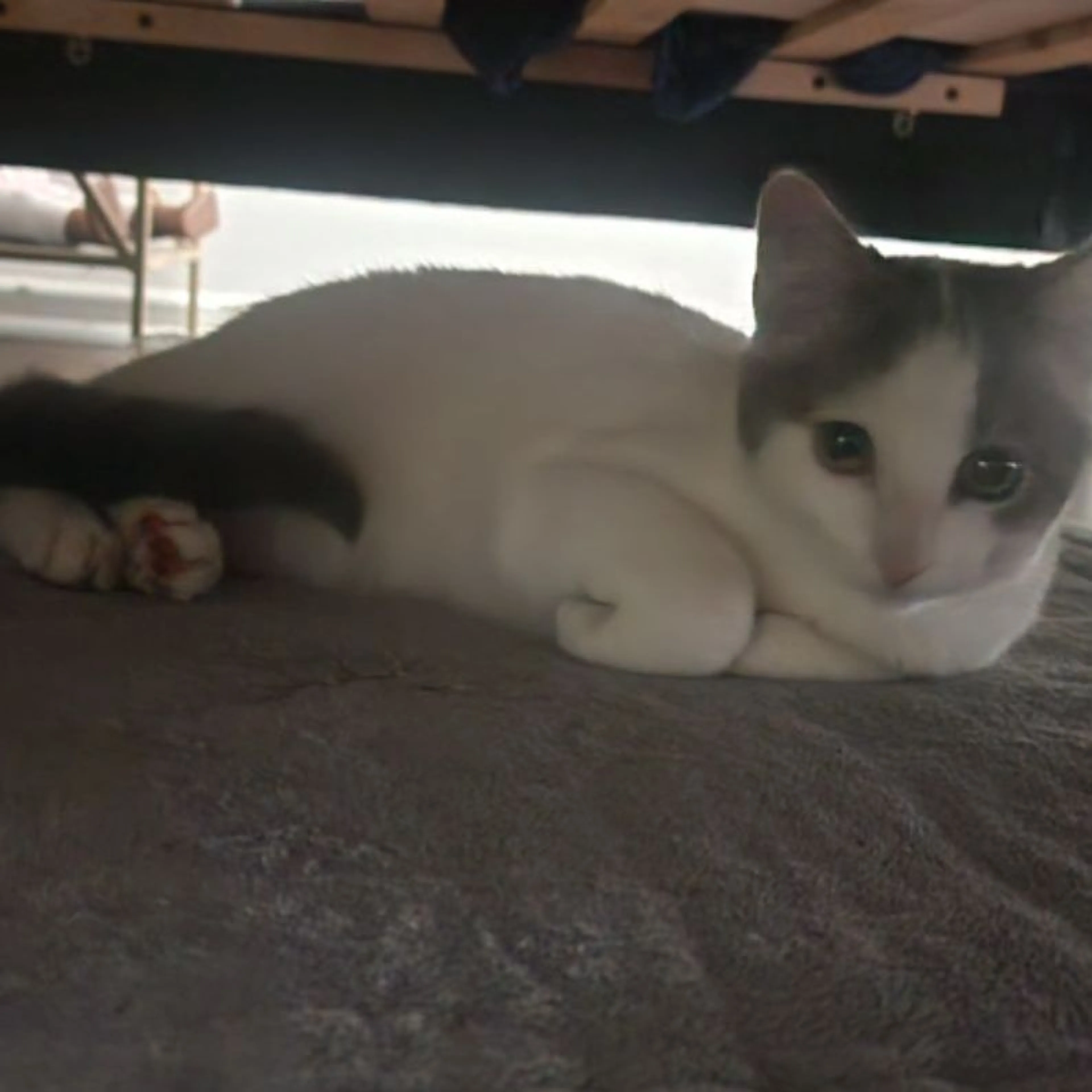 Lost pet