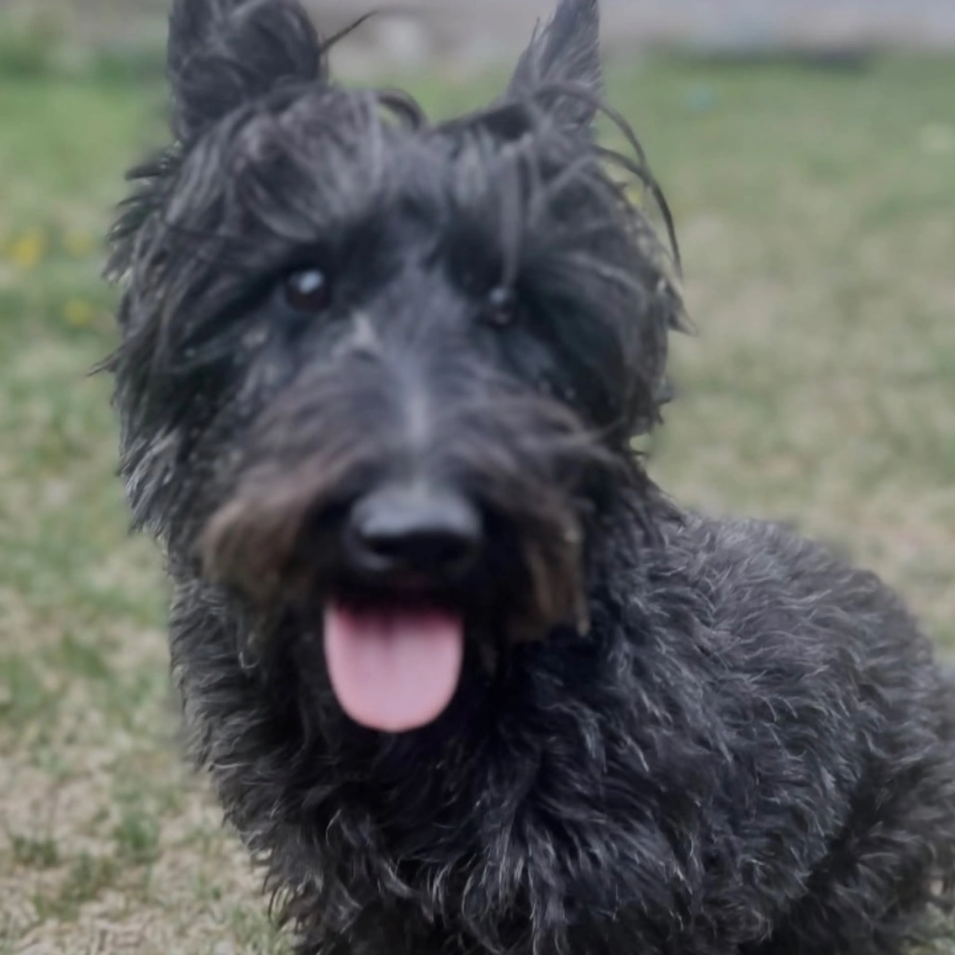 Lost pet