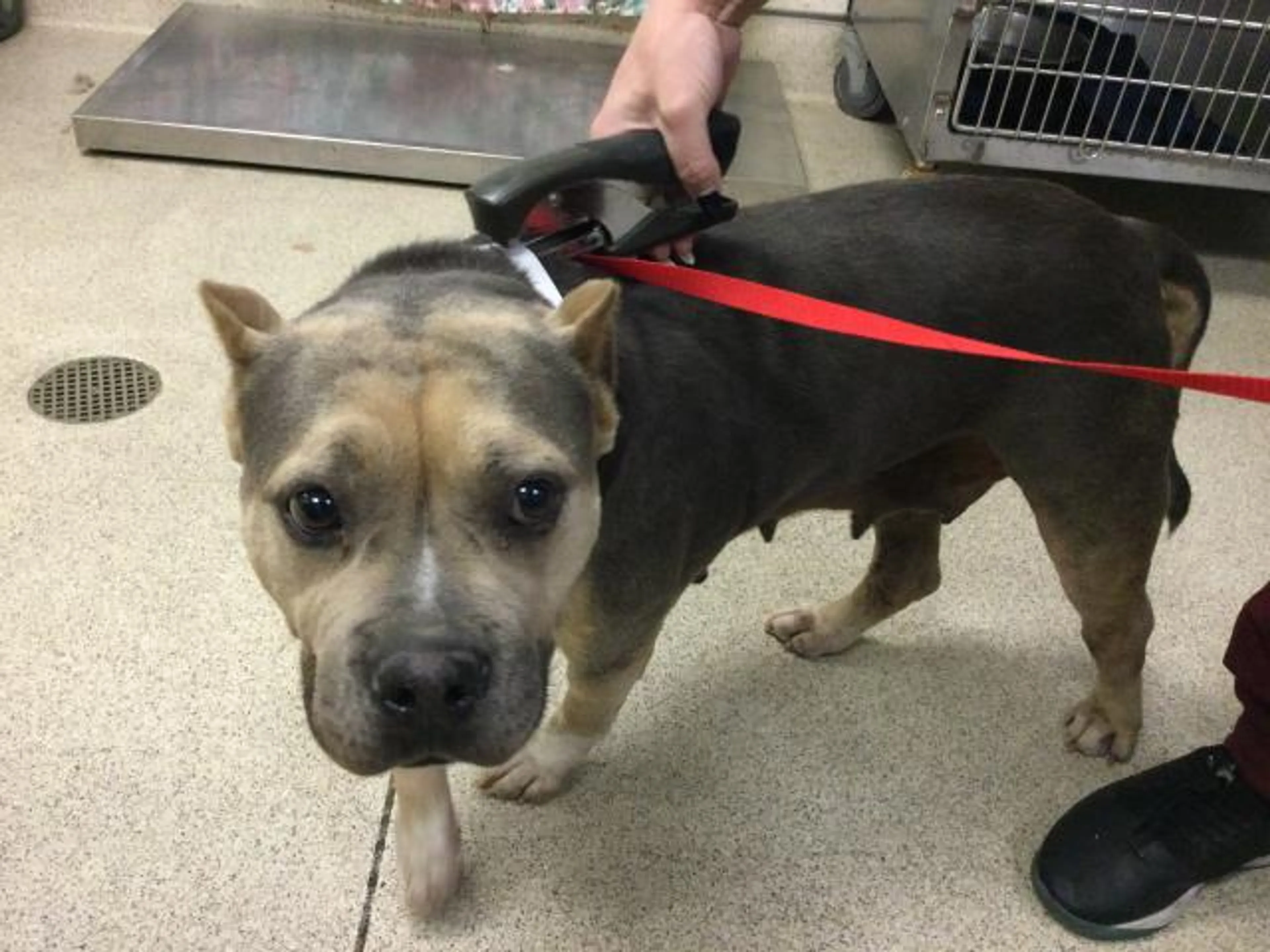 Found pet