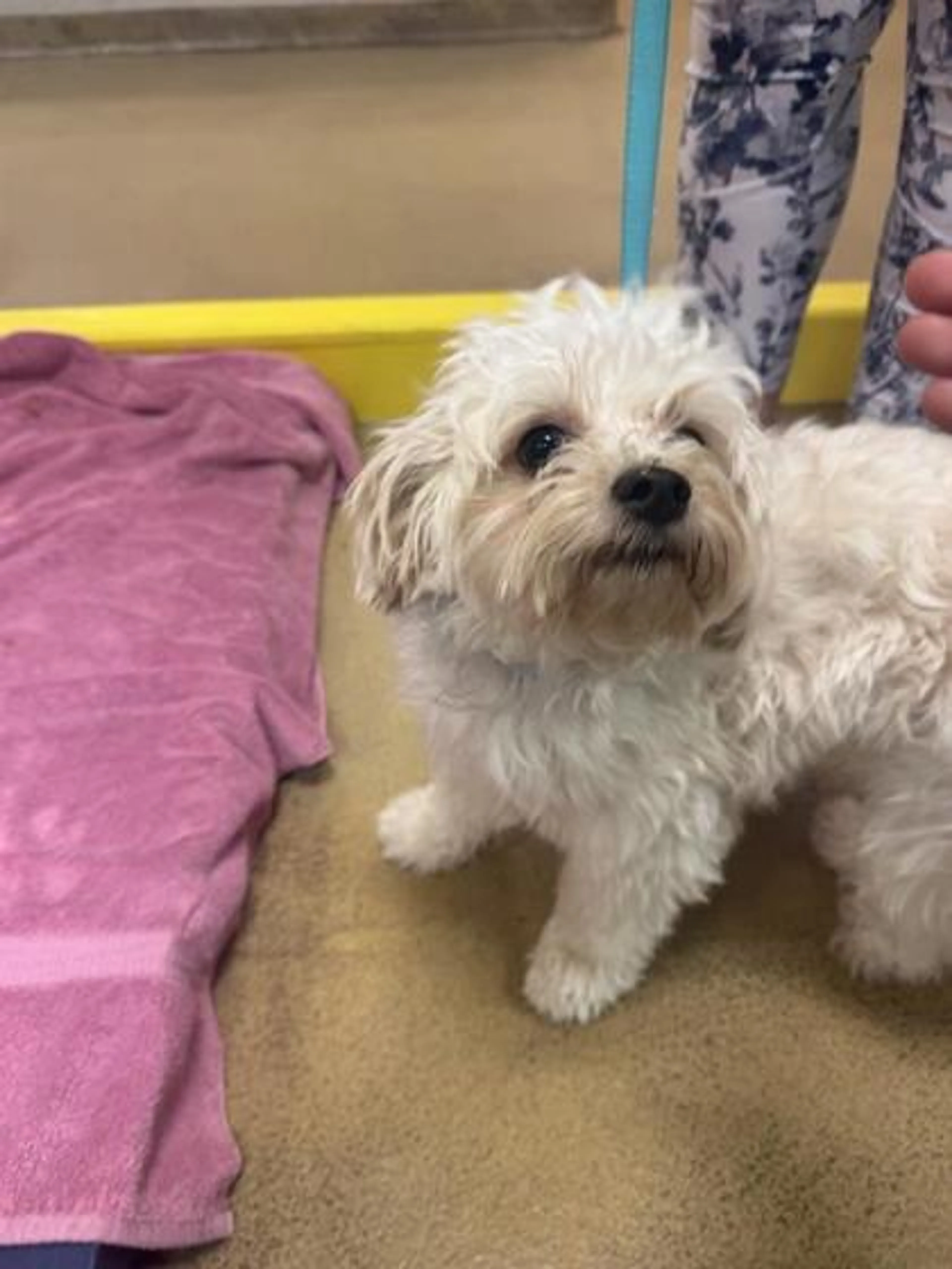 Found pet