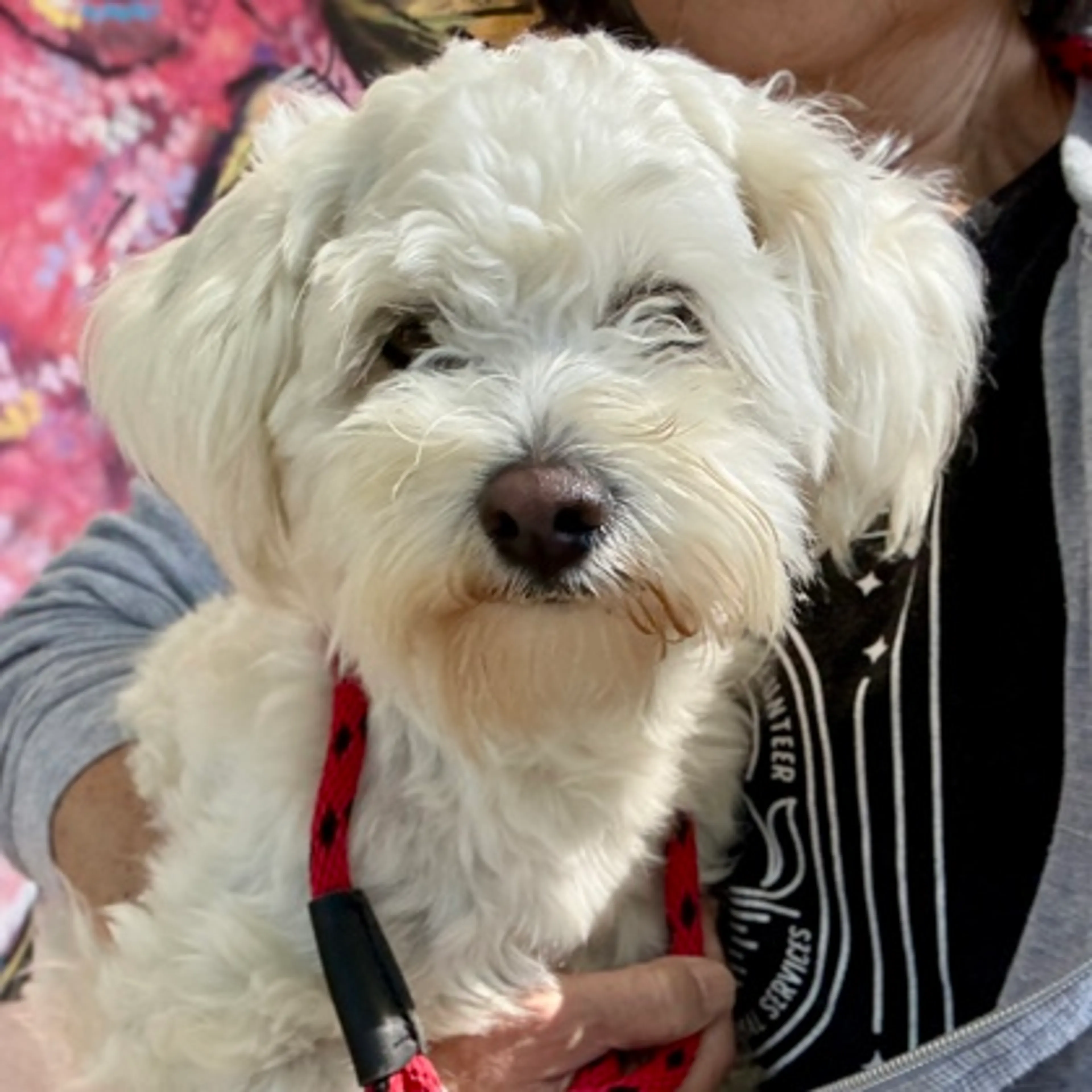 Found pet-1