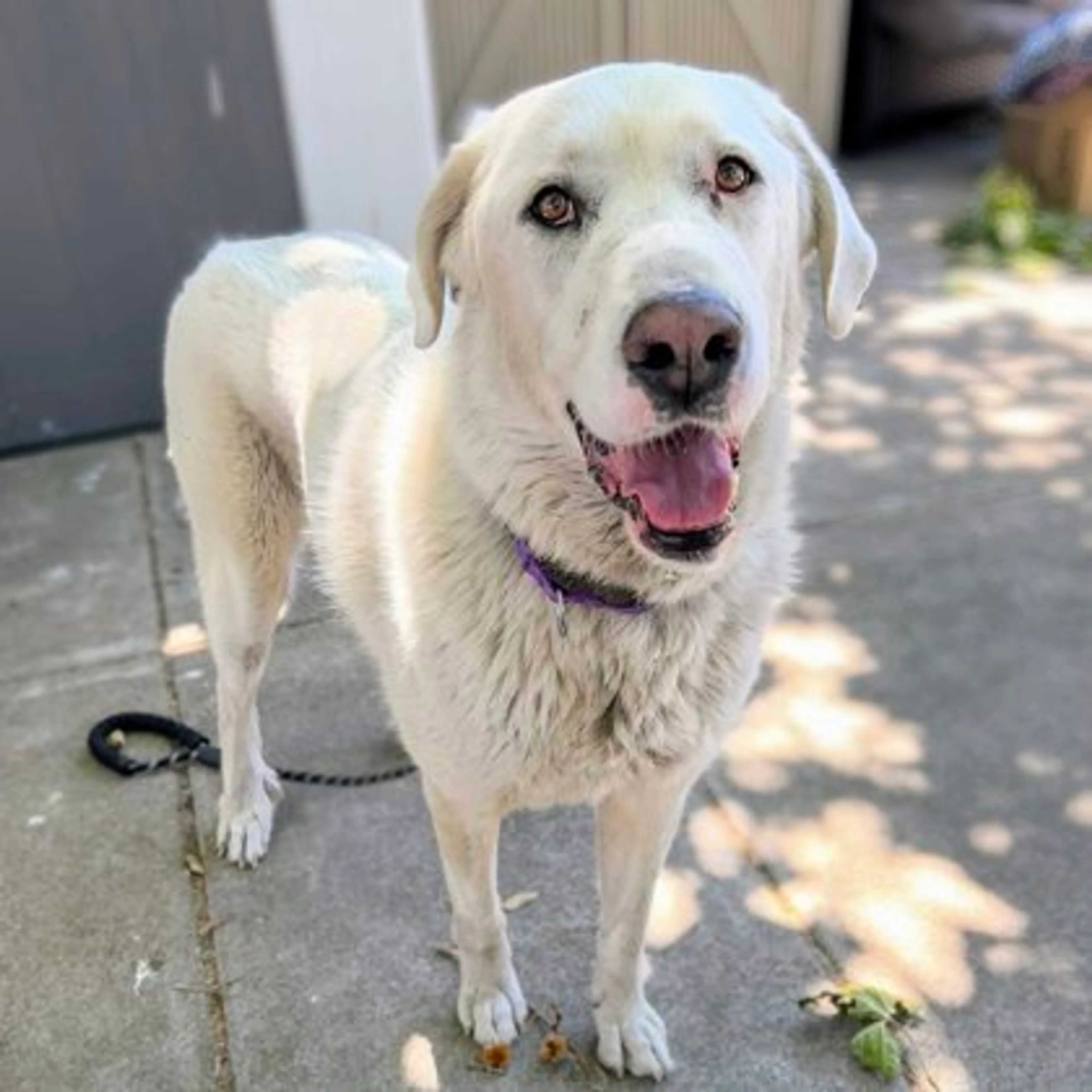 Found pet