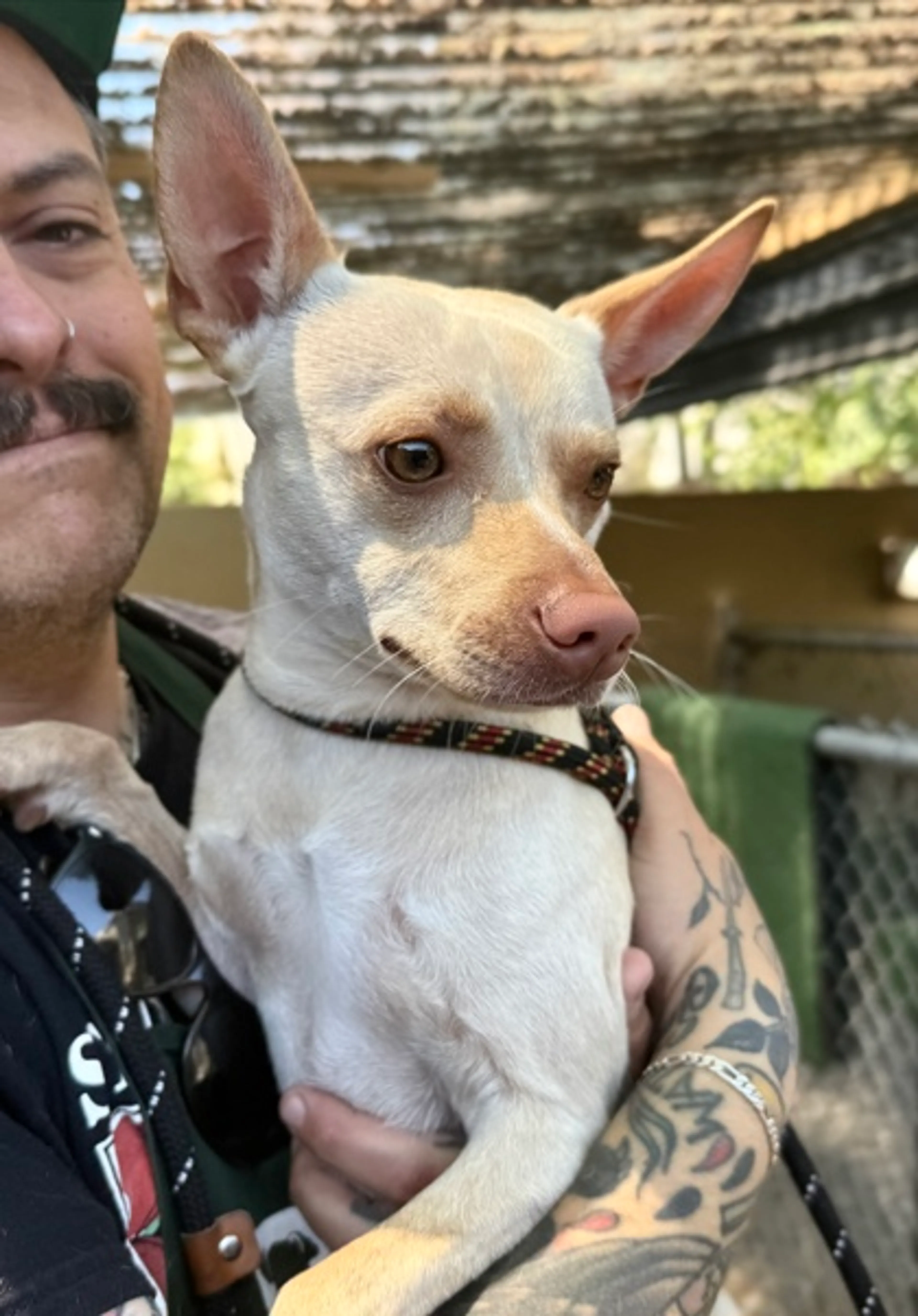 Found pet-1