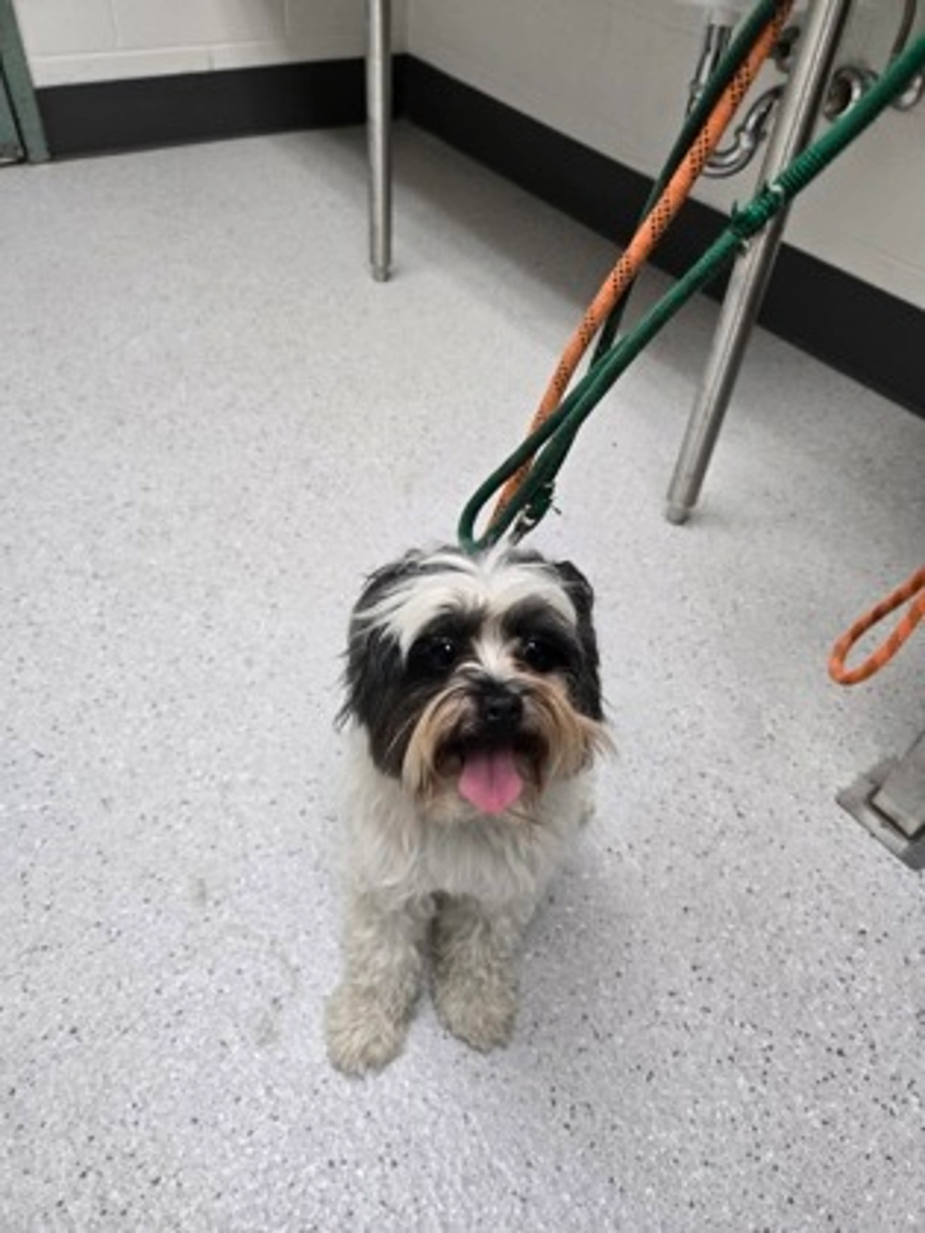 Found pet
