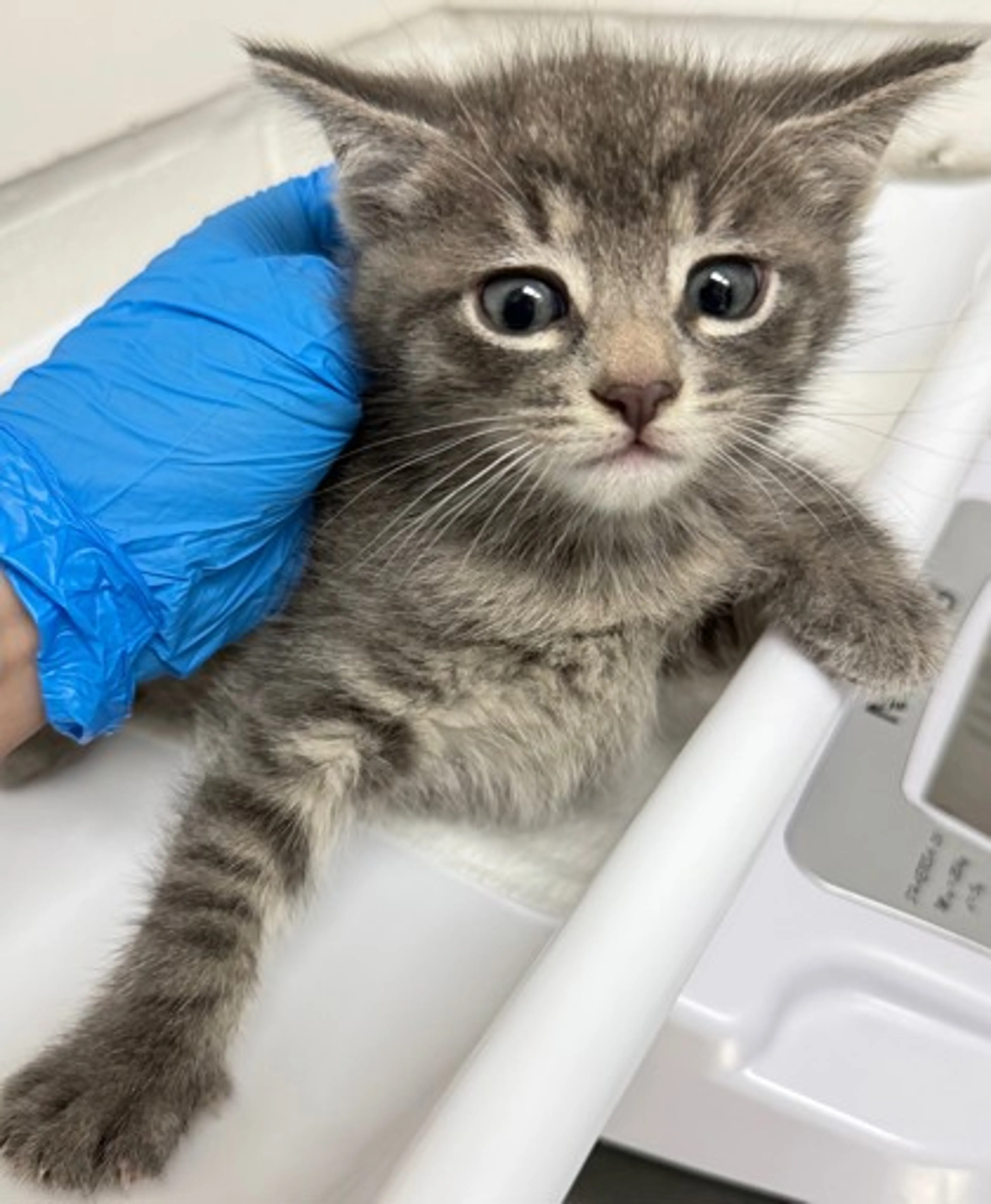 Found pet