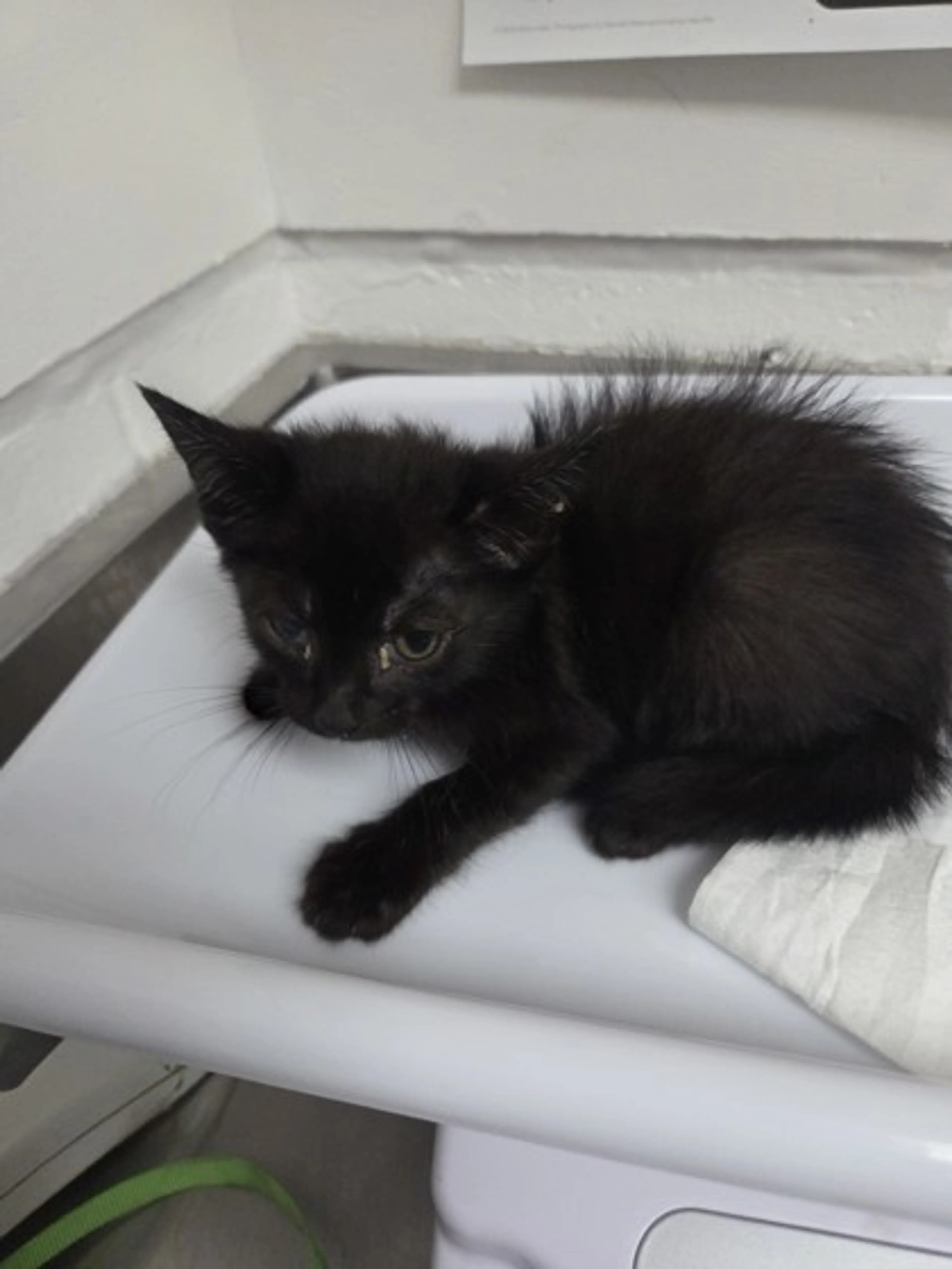 Found pet