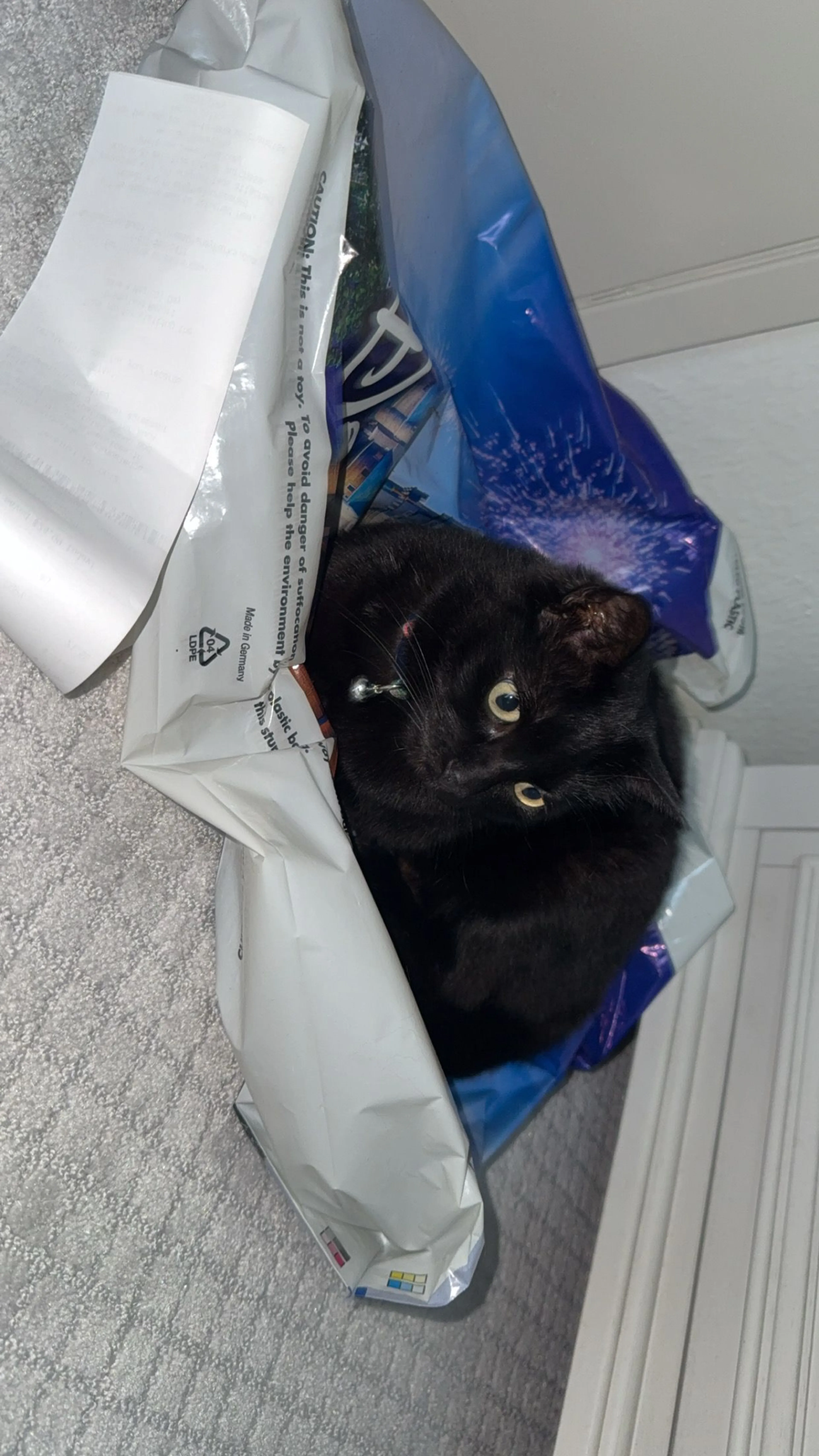 Lost pet-0