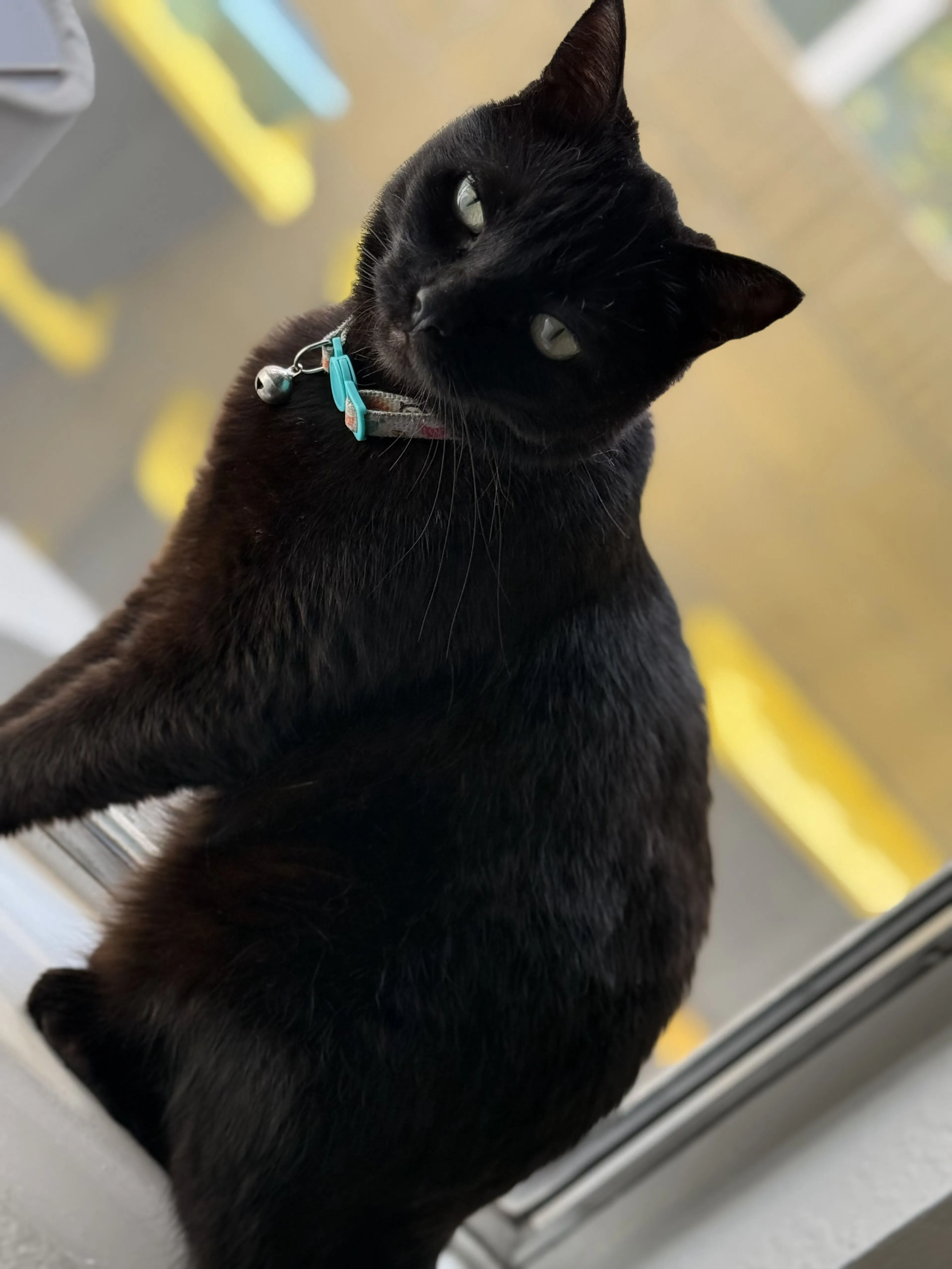 Lost pet-1