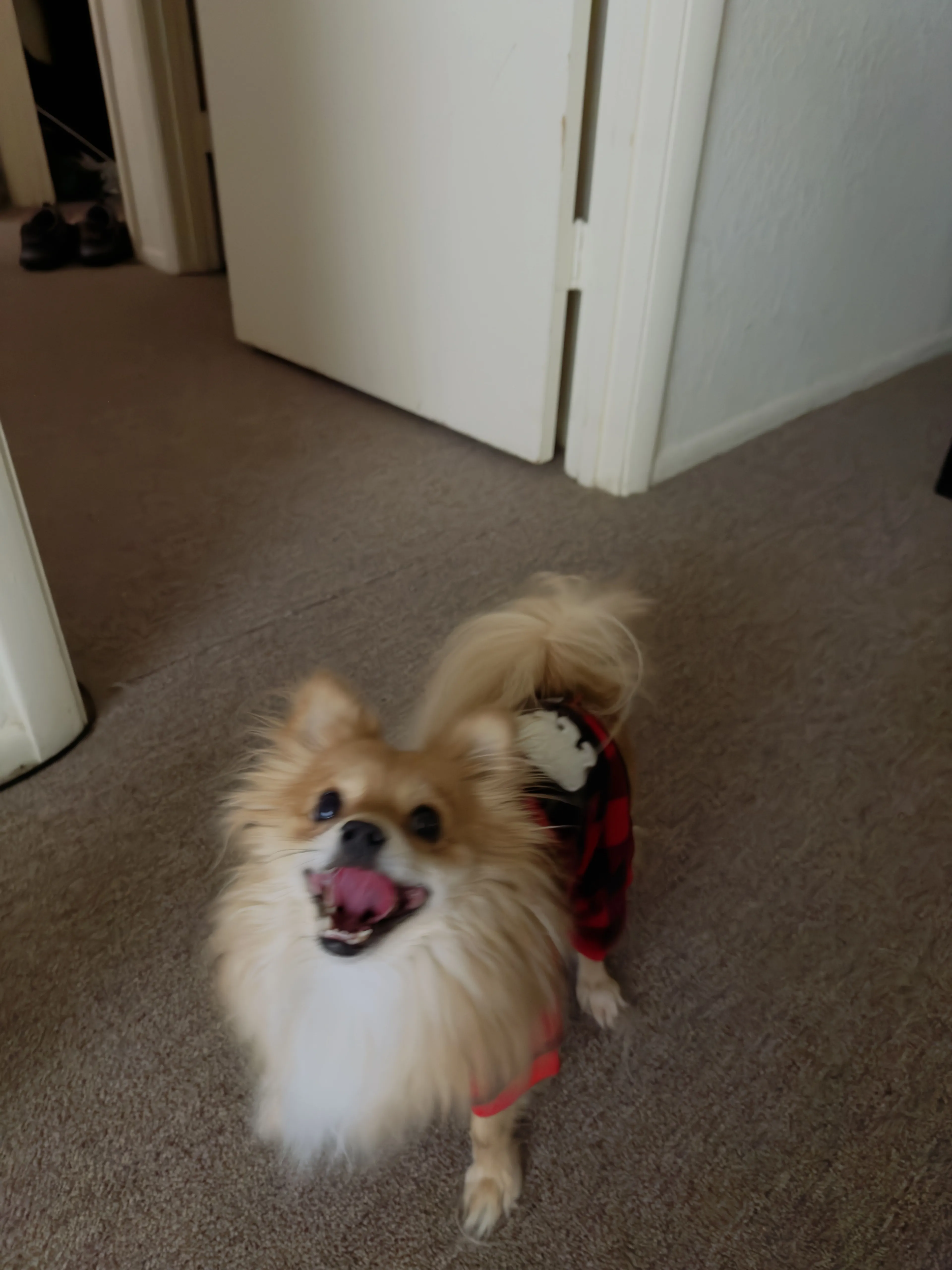 Lost pet-1