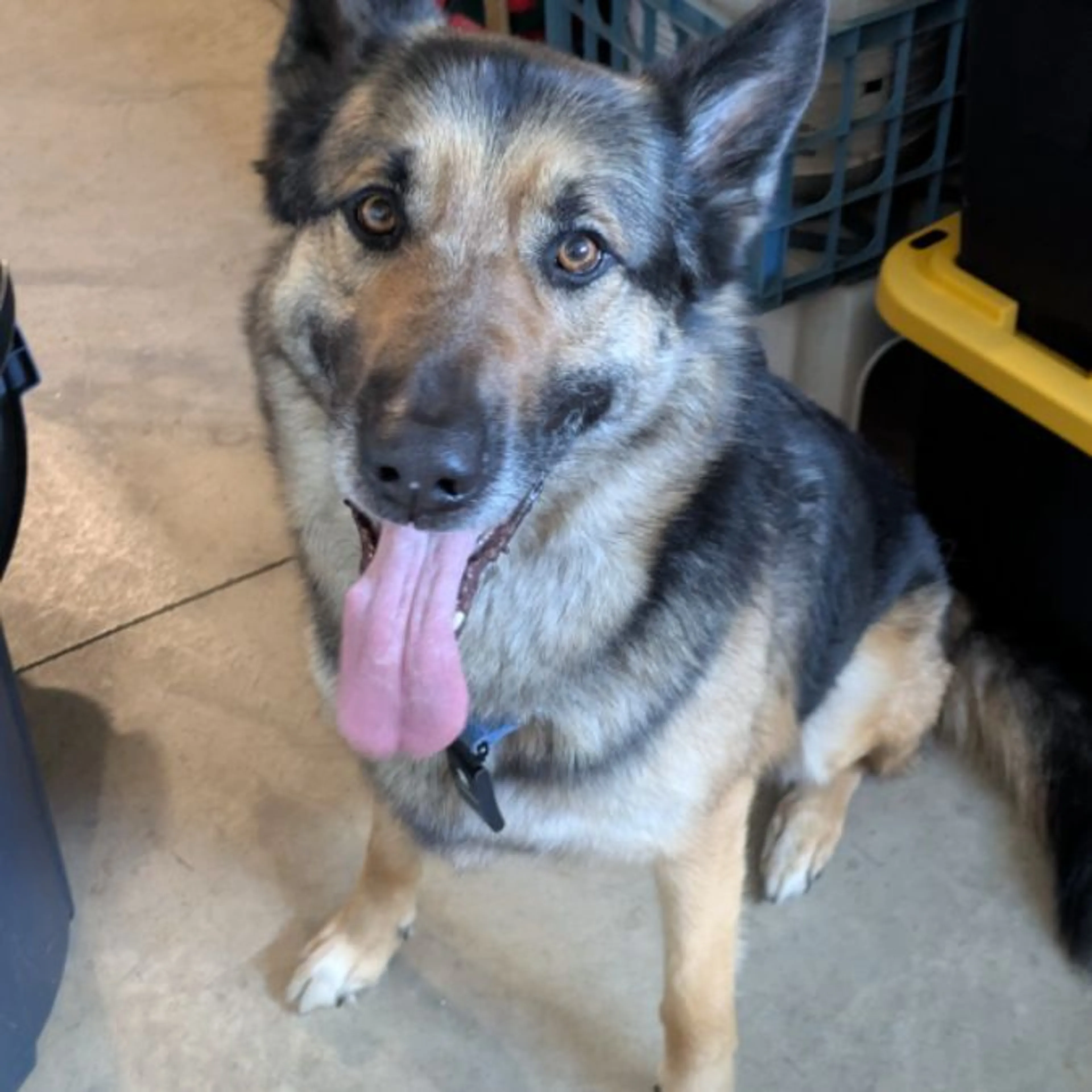 Found pet