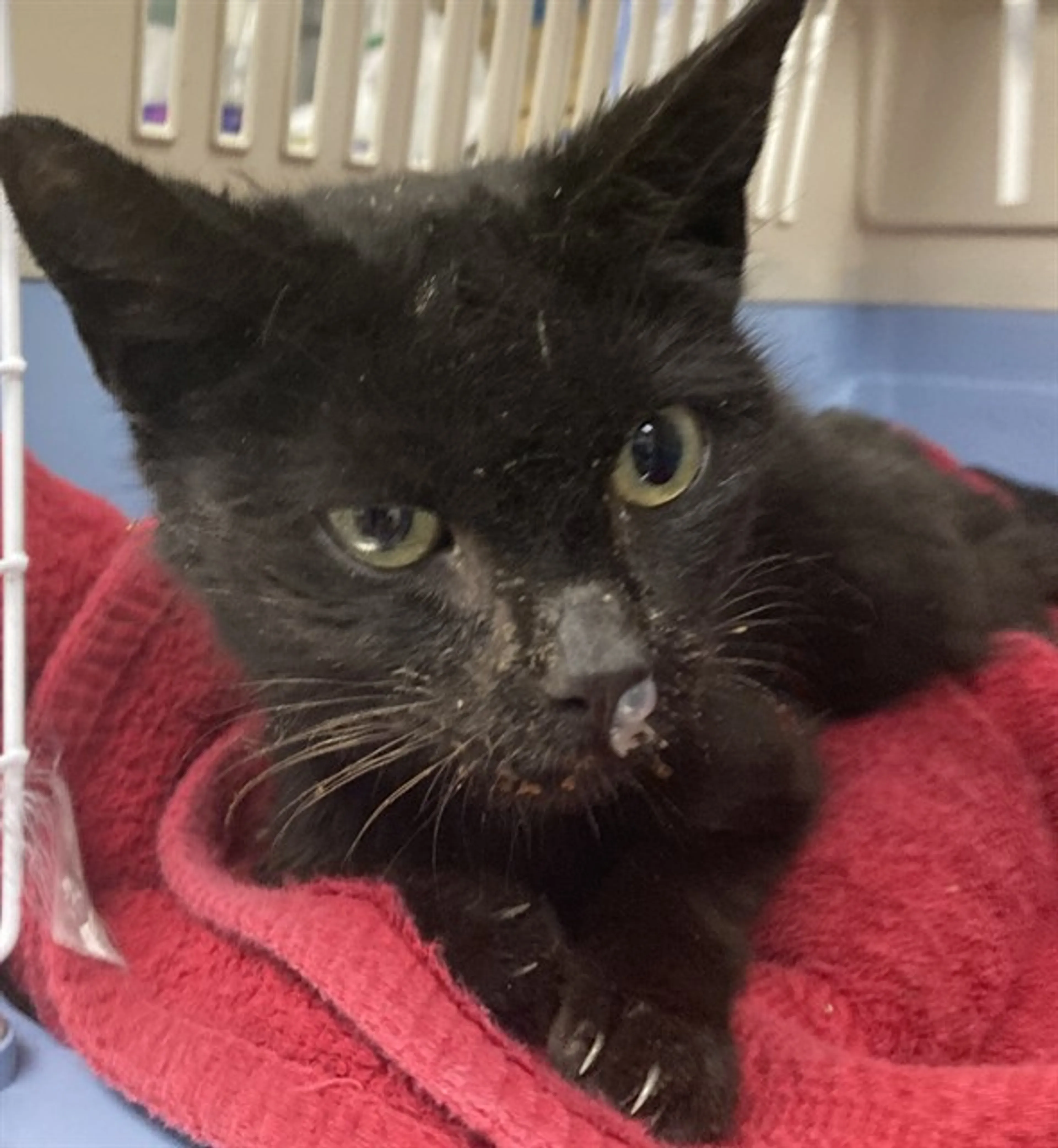 Found pet
