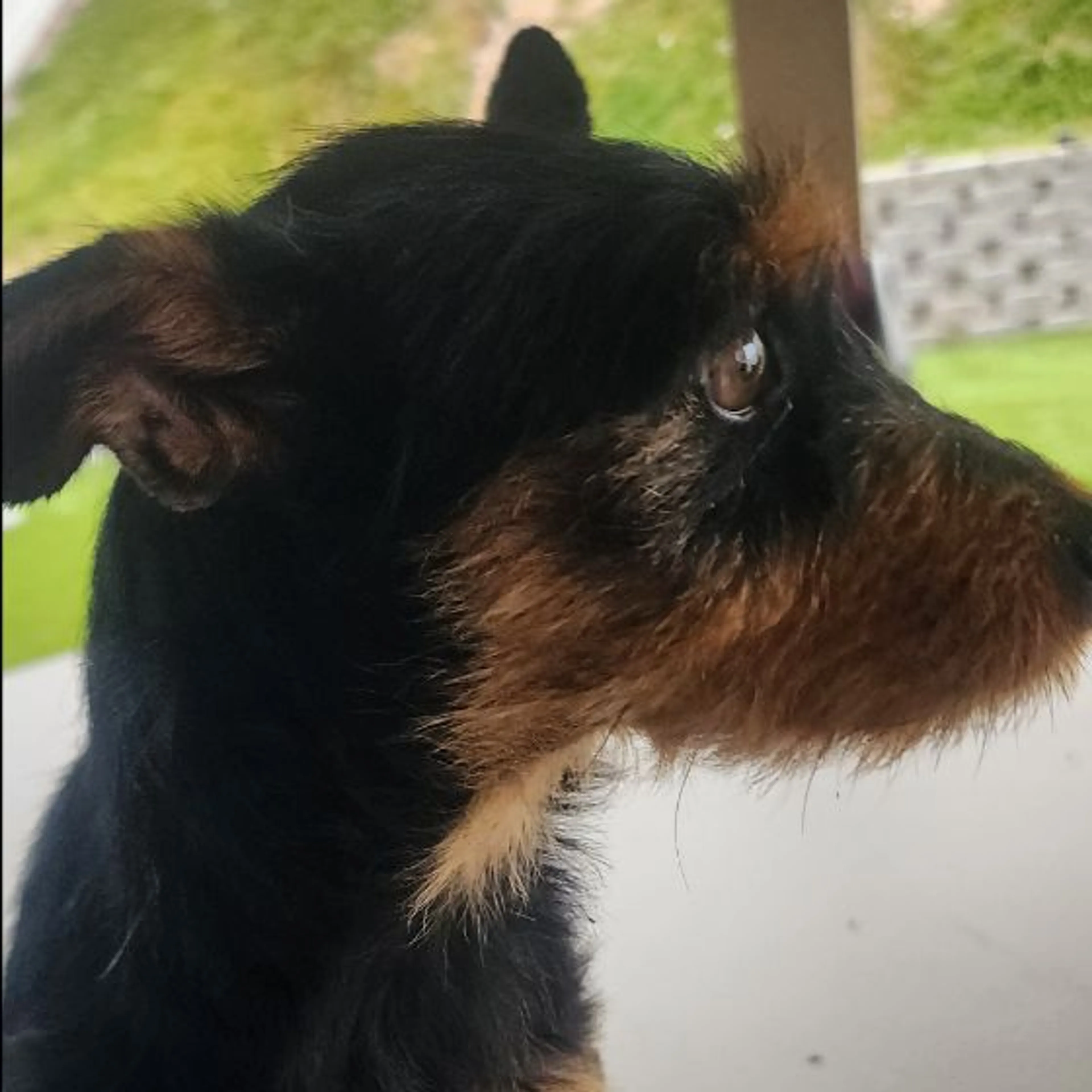 Found pet