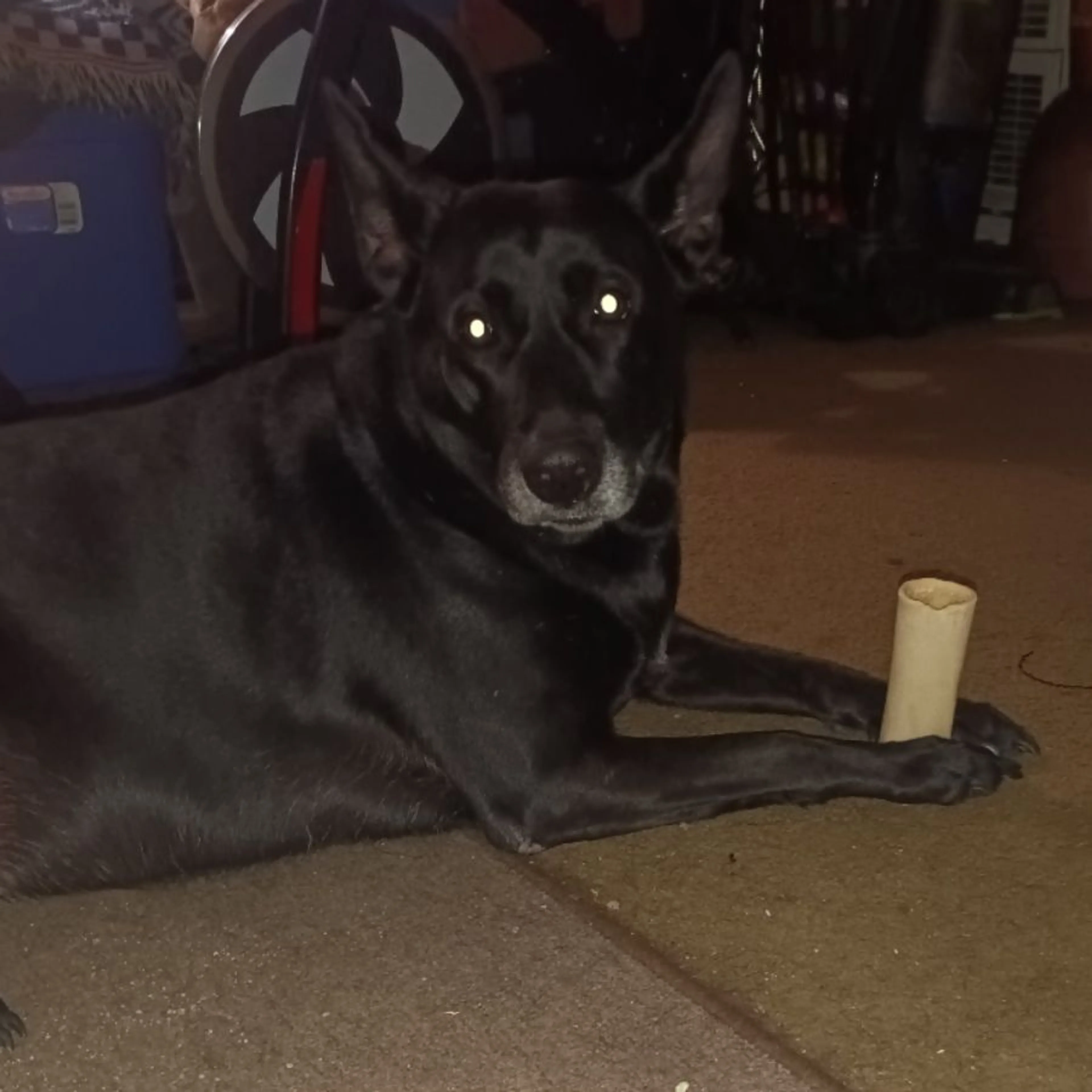 Lost pet