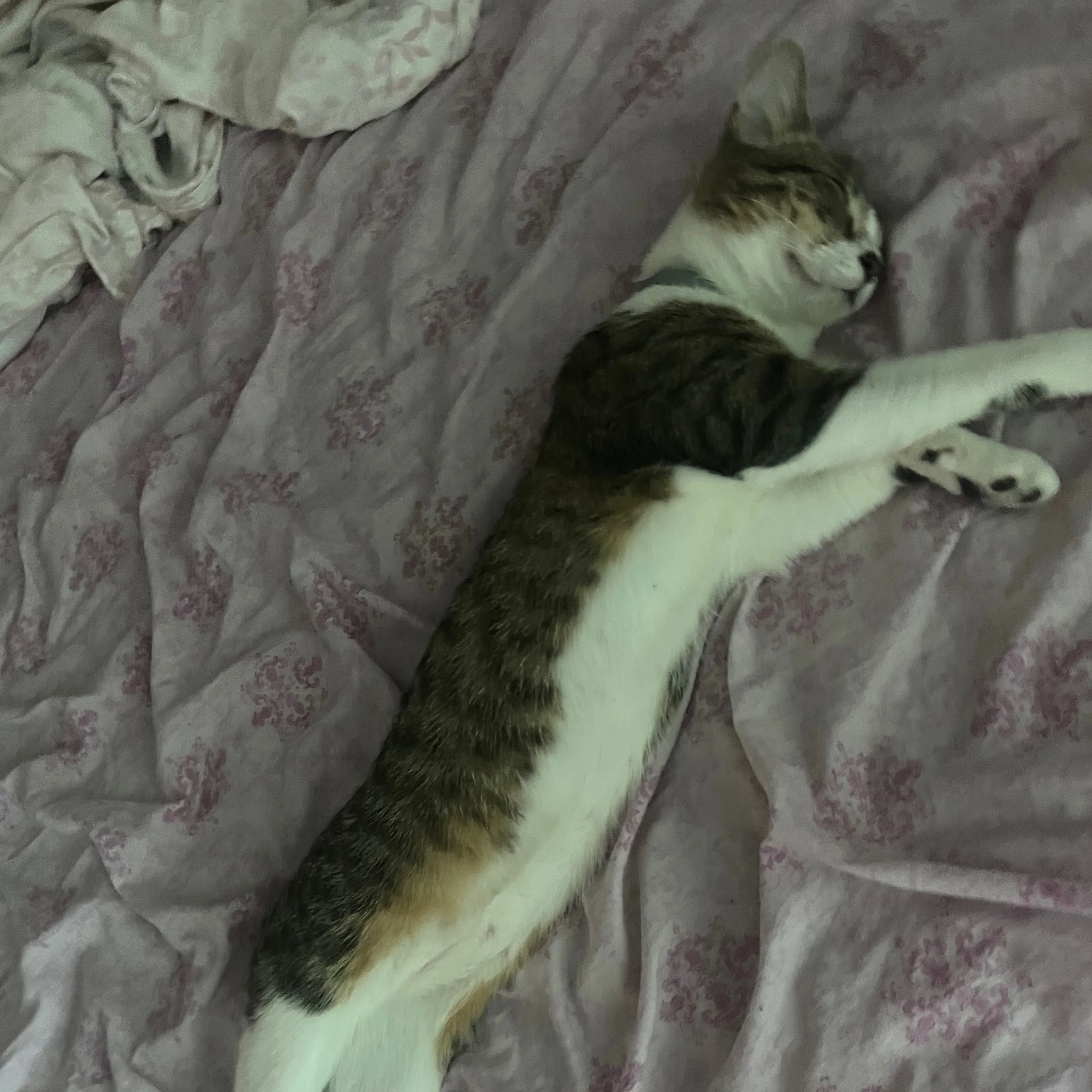 Lost pet-1