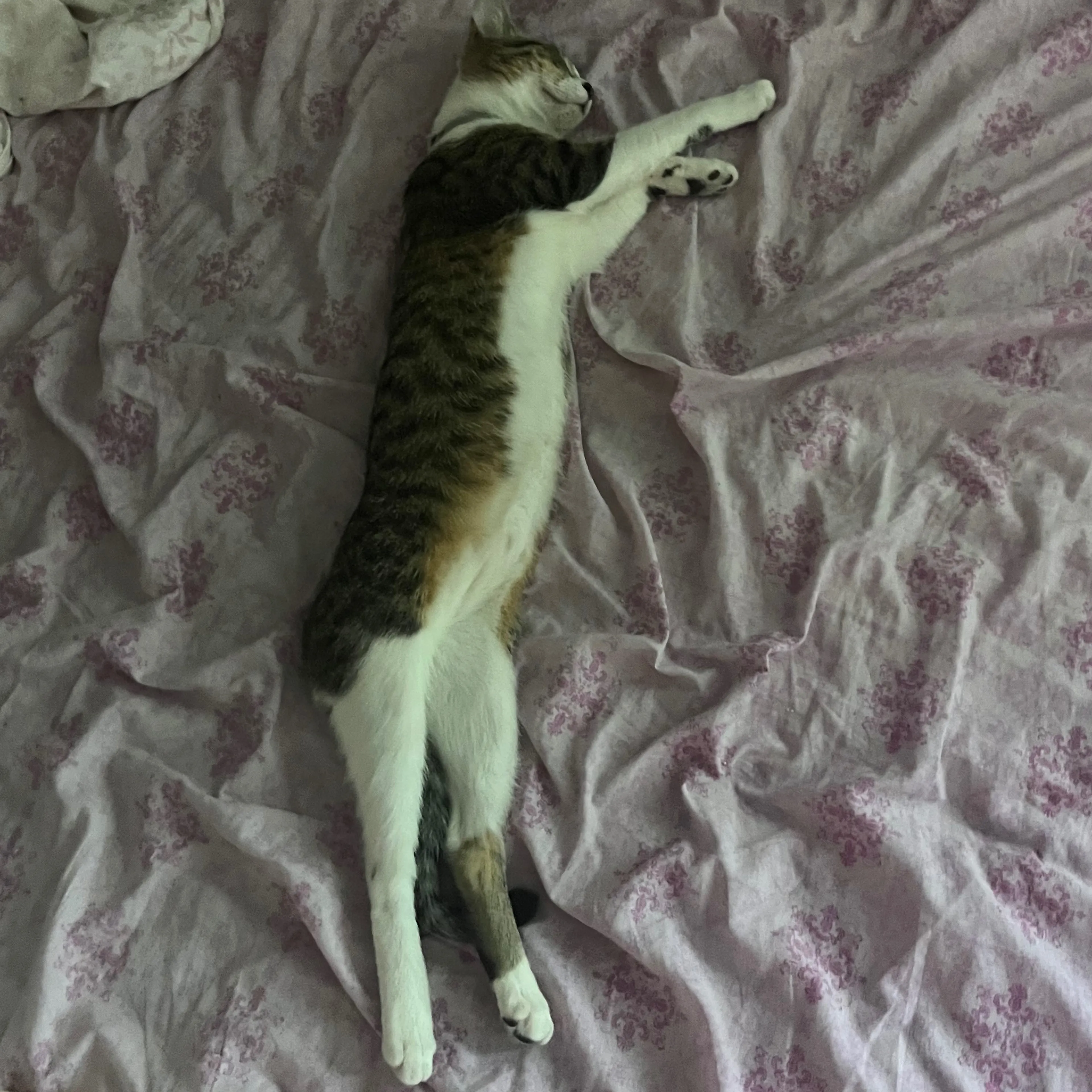 Lost pet-3